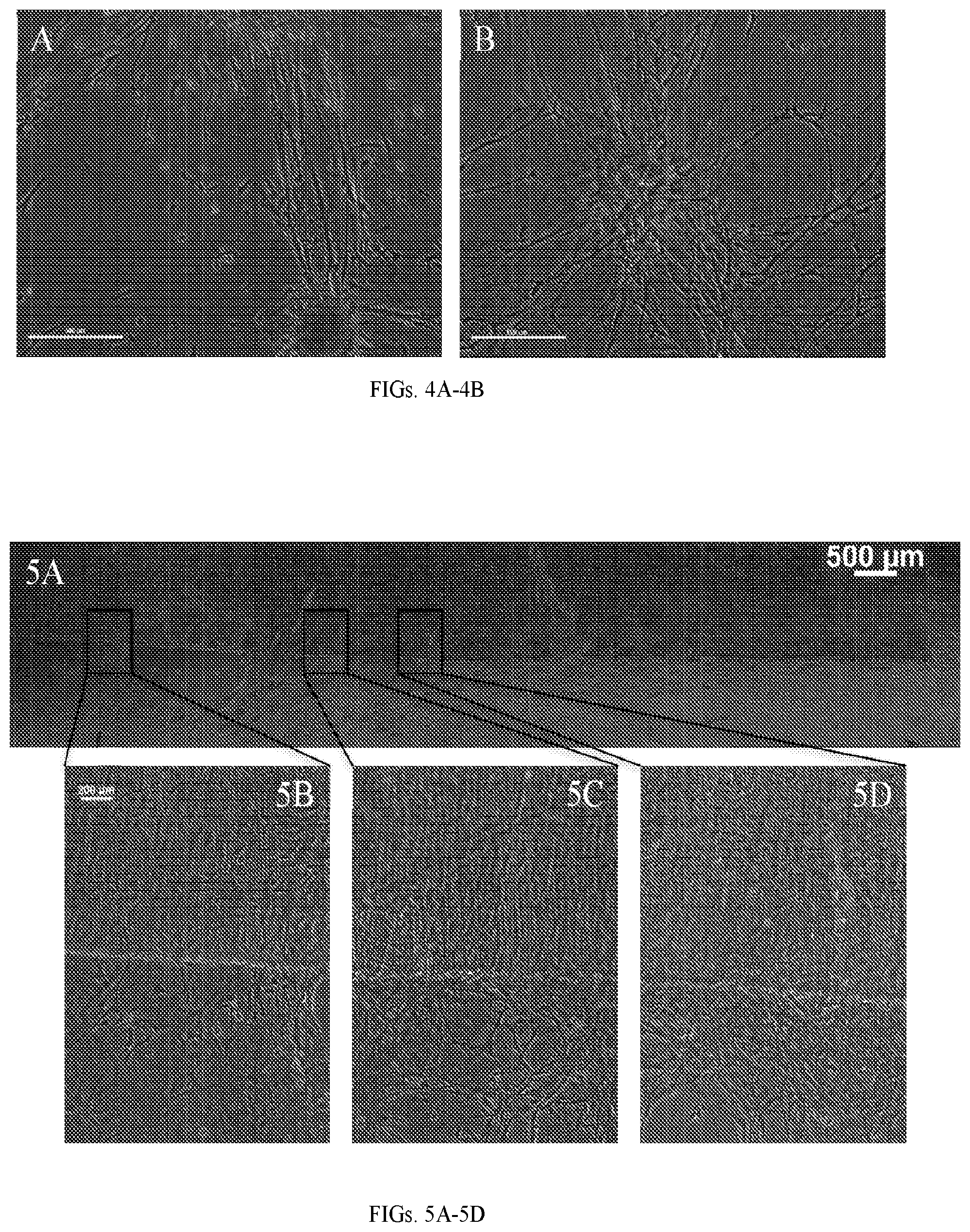 Patent US12599670 Figure 3 – Composition comprising three-dimensional astrocyte bundles of bi-polar and aligned astrocyte processes and a method of making thereof