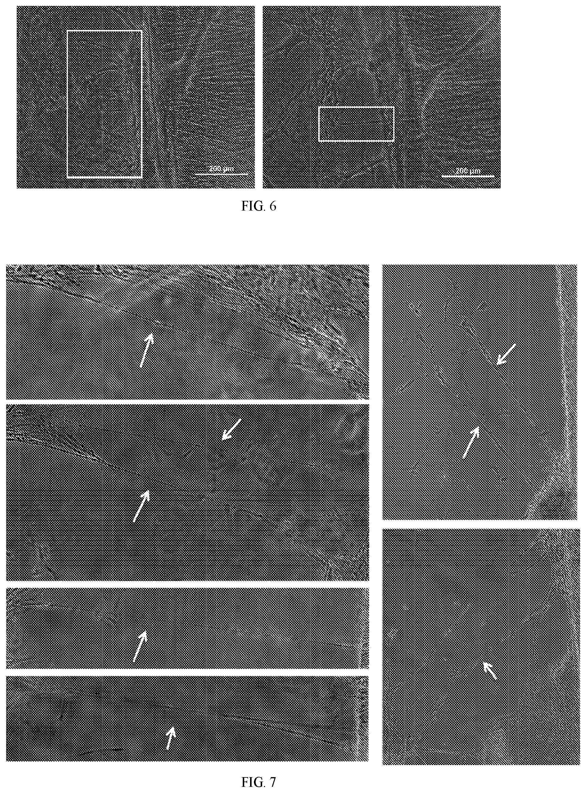 Patent US12599670 Figure 4 – Composition comprising three-dimensional astrocyte bundles of bi-polar and aligned astrocyte processes and a method of making thereof