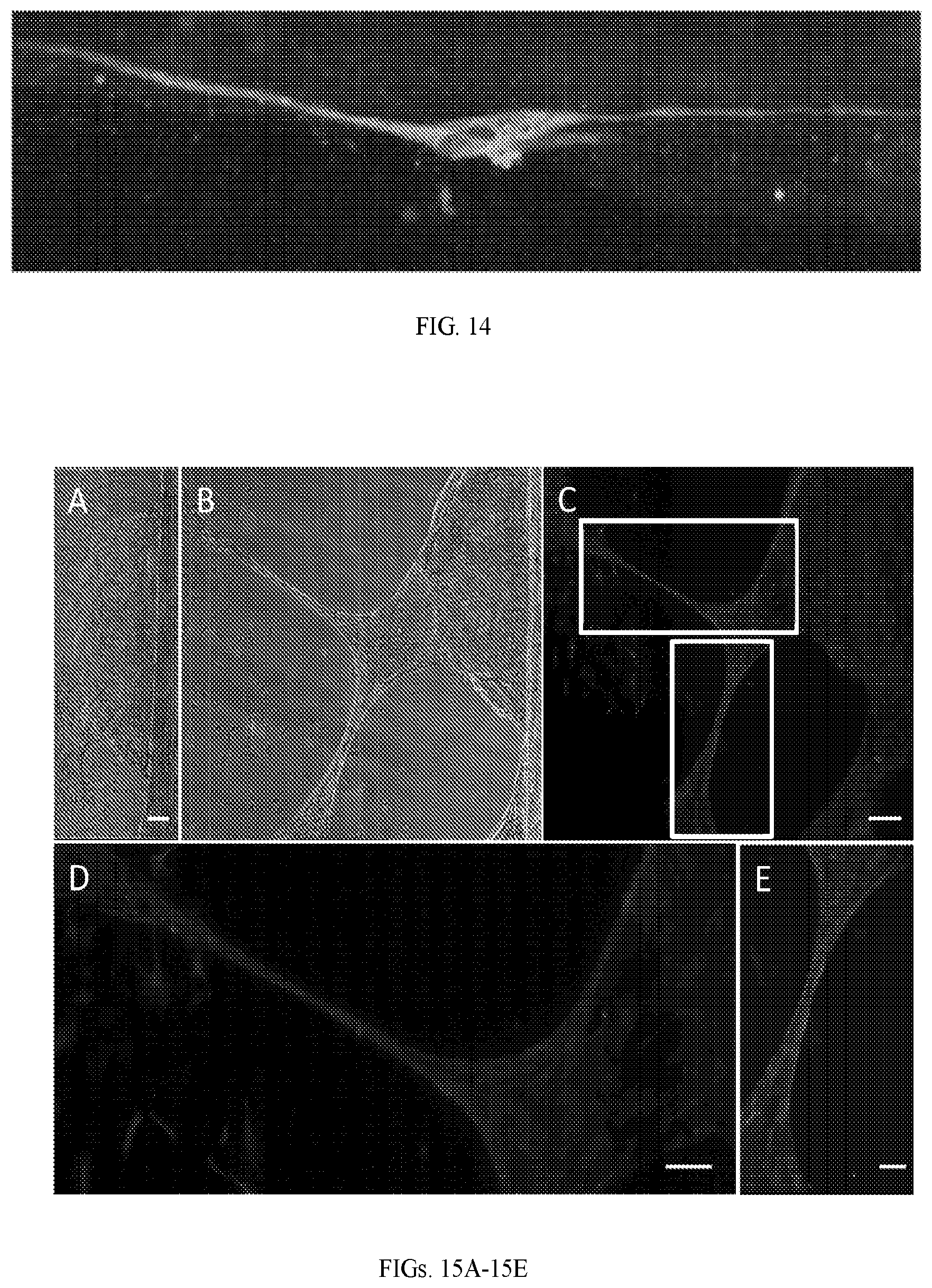 Patent US12599670 Figure 9 – Composition comprising three-dimensional astrocyte bundles of bi-polar and aligned astrocyte processes and a method of making thereof