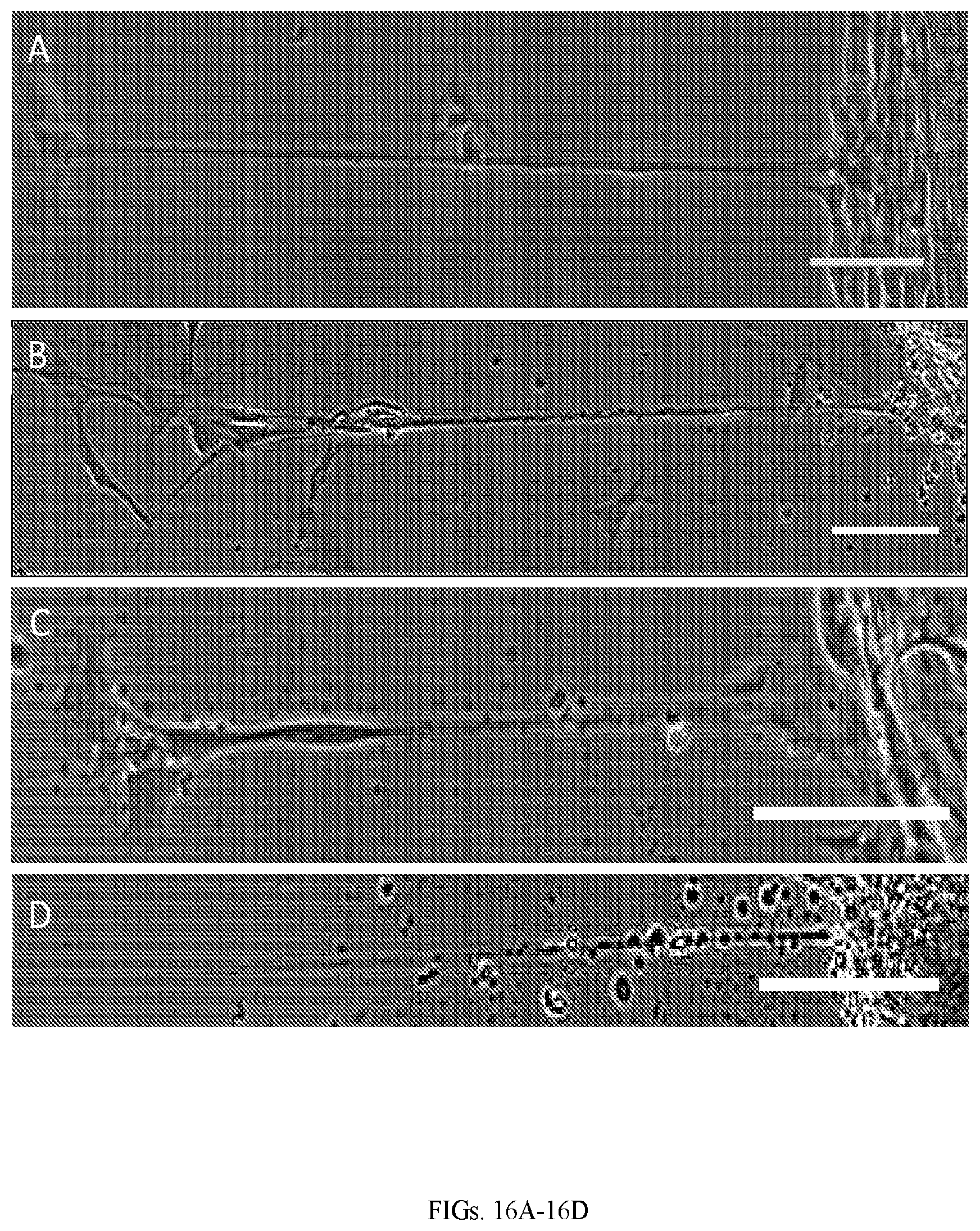 Patent US12599670 Figure 10 – Composition comprising three-dimensional astrocyte bundles of bi-polar and aligned astrocyte processes and a method of making thereof