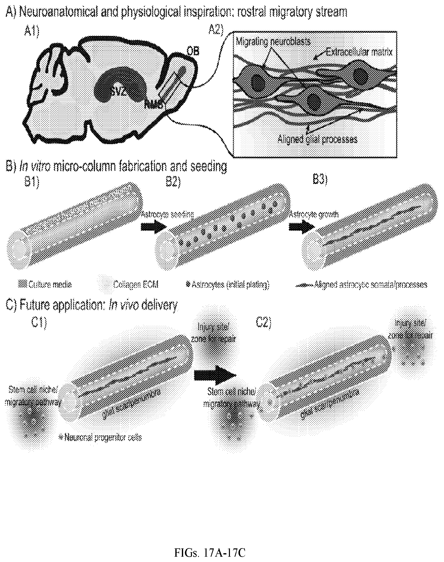 Patent US12599670 Figure 11 – Composition comprising three-dimensional astrocyte bundles of bi-polar and aligned astrocyte processes and a method of making thereof