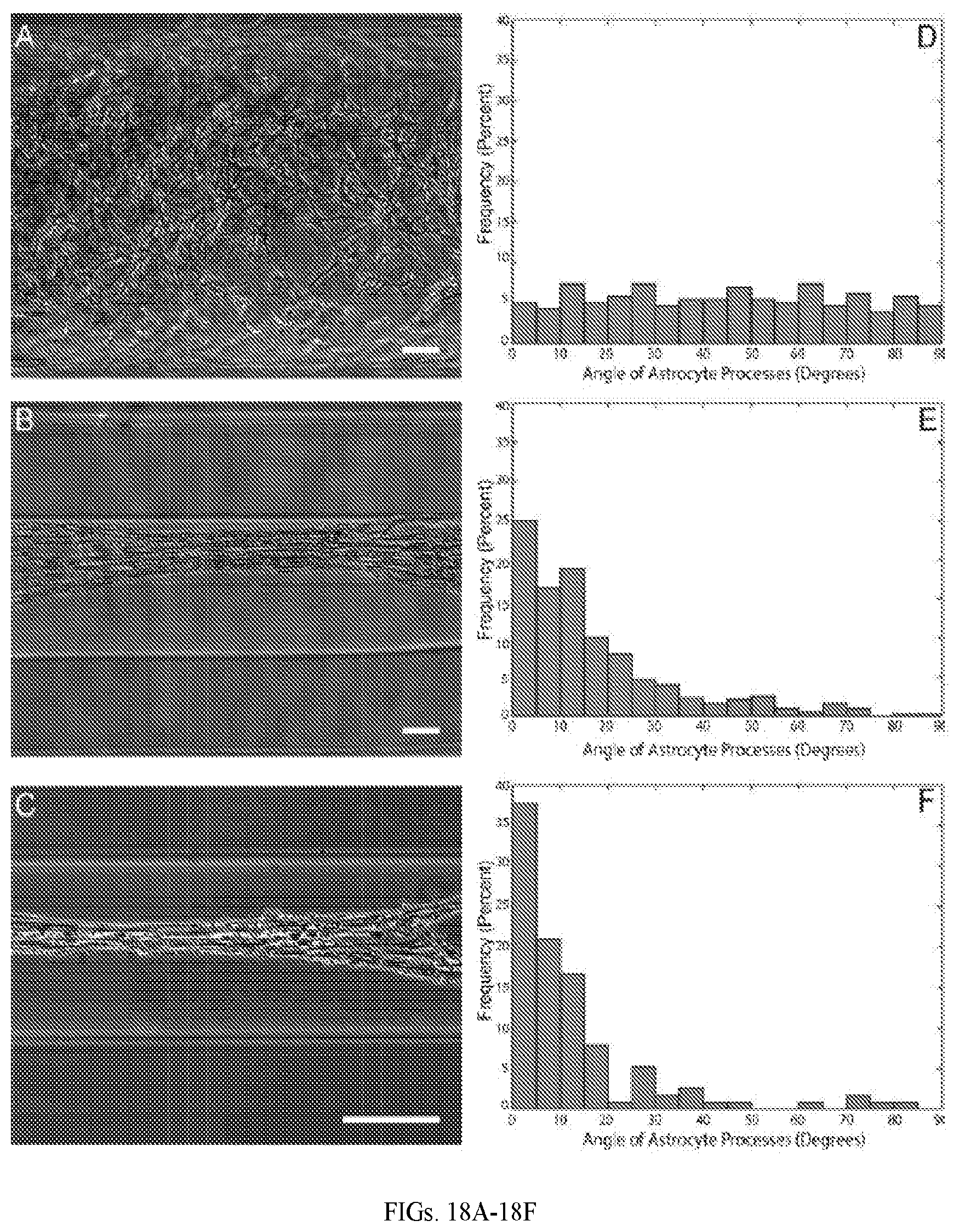 Patent US12599670 Figure 12 – Composition comprising three-dimensional astrocyte bundles of bi-polar and aligned astrocyte processes and a method of making thereof