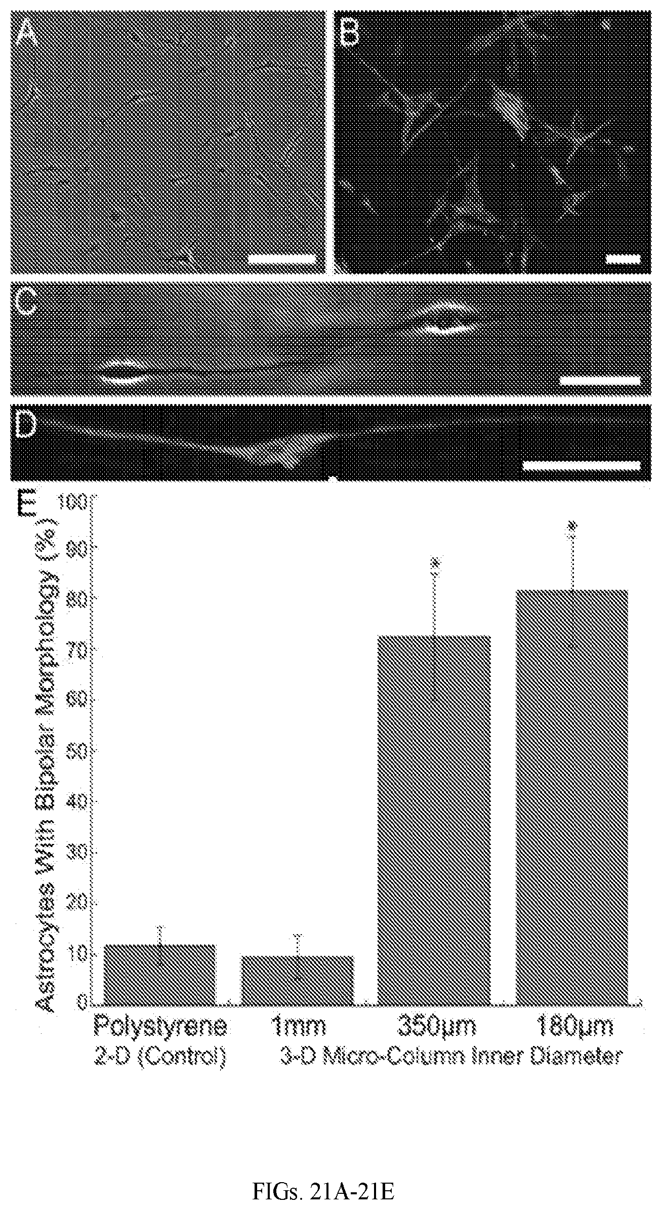 Patent US12599670 Figure 15 – Composition comprising three-dimensional astrocyte bundles of bi-polar and aligned astrocyte processes and a method of making thereof