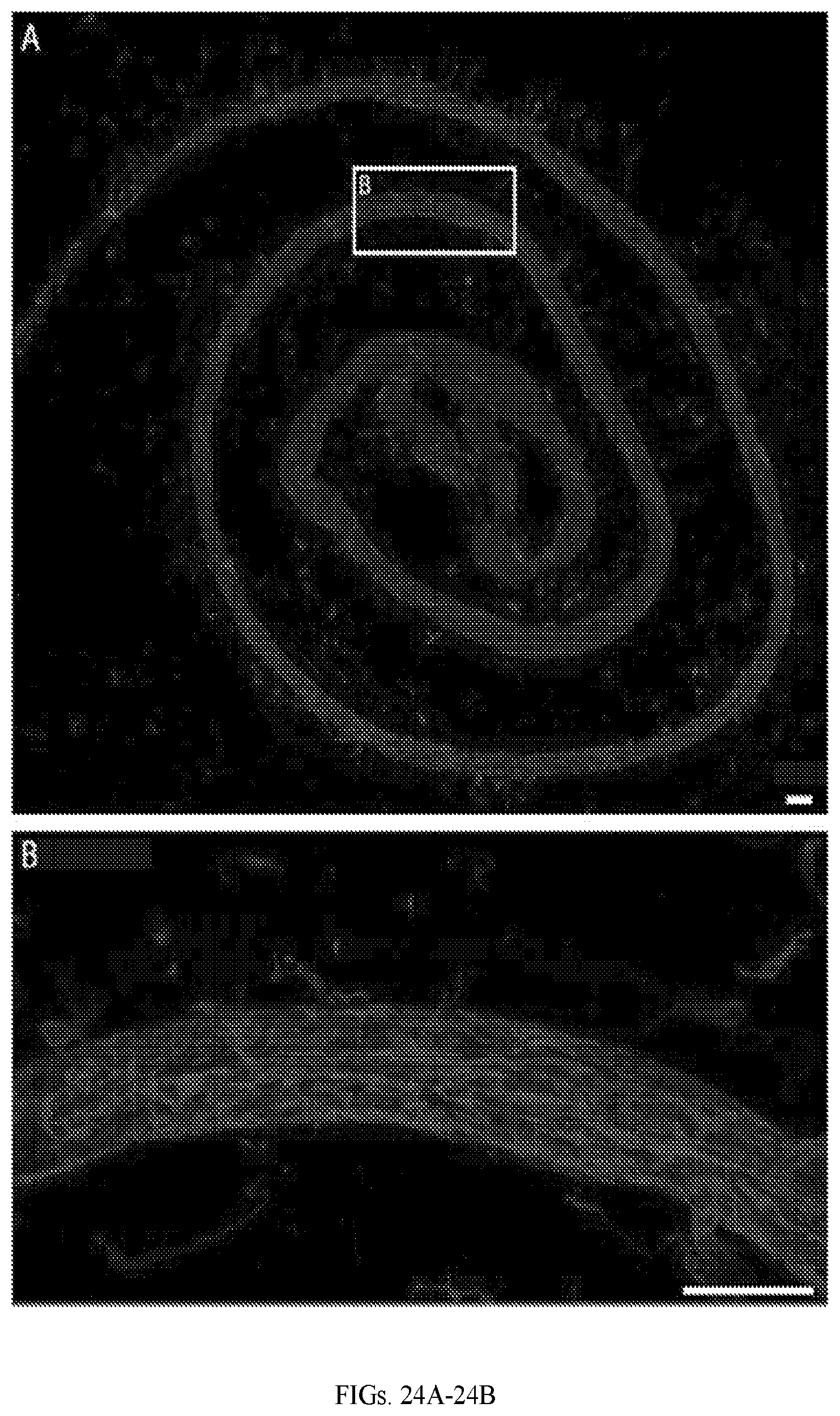 Patent US12599670 Figure 18 – Composition comprising three-dimensional astrocyte bundles of bi-polar and aligned astrocyte processes and a method of making thereof