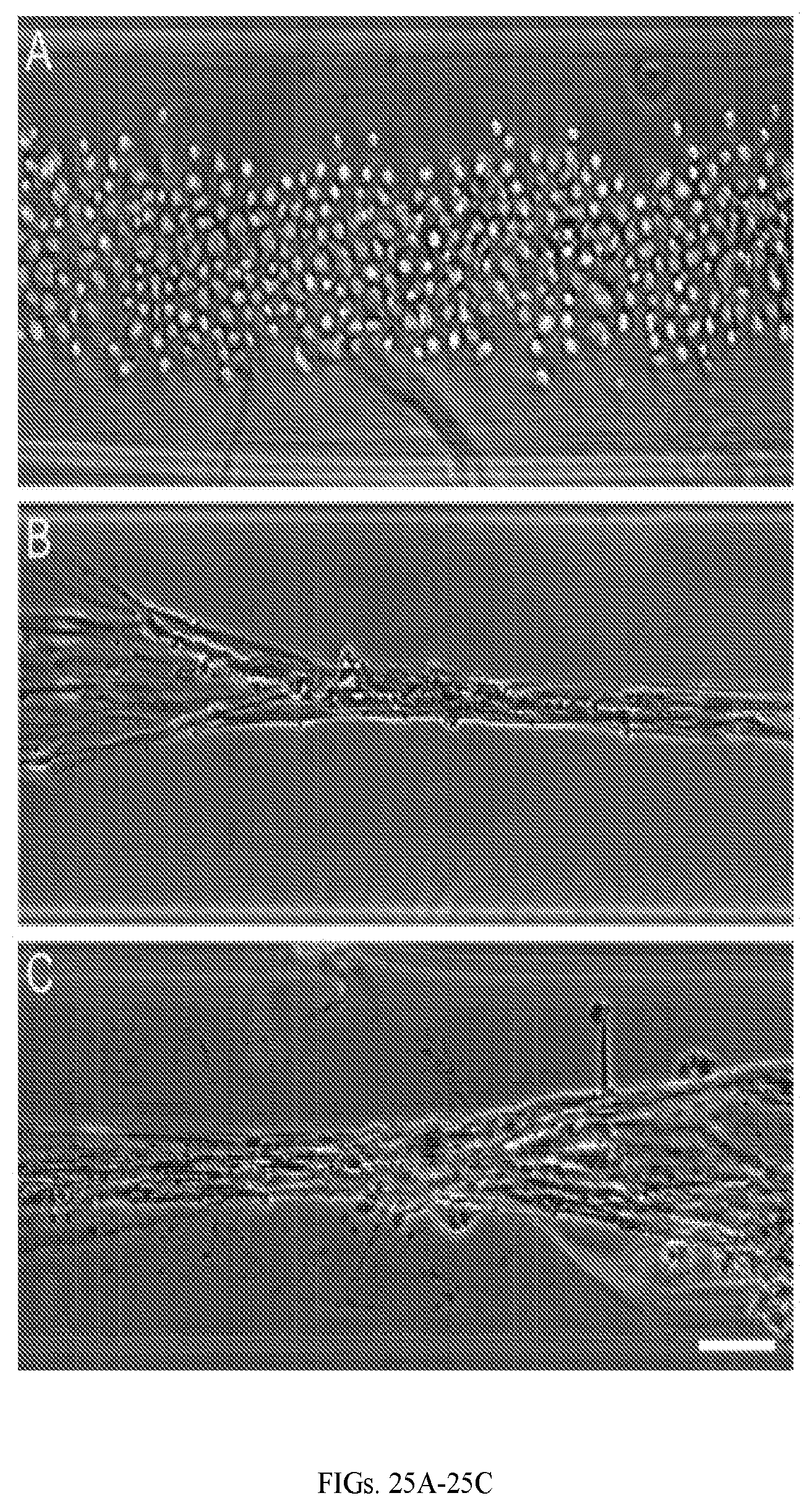 Patent US12599670 Figure 19 – Composition comprising three-dimensional astrocyte bundles of bi-polar and aligned astrocyte processes and a method of making thereof