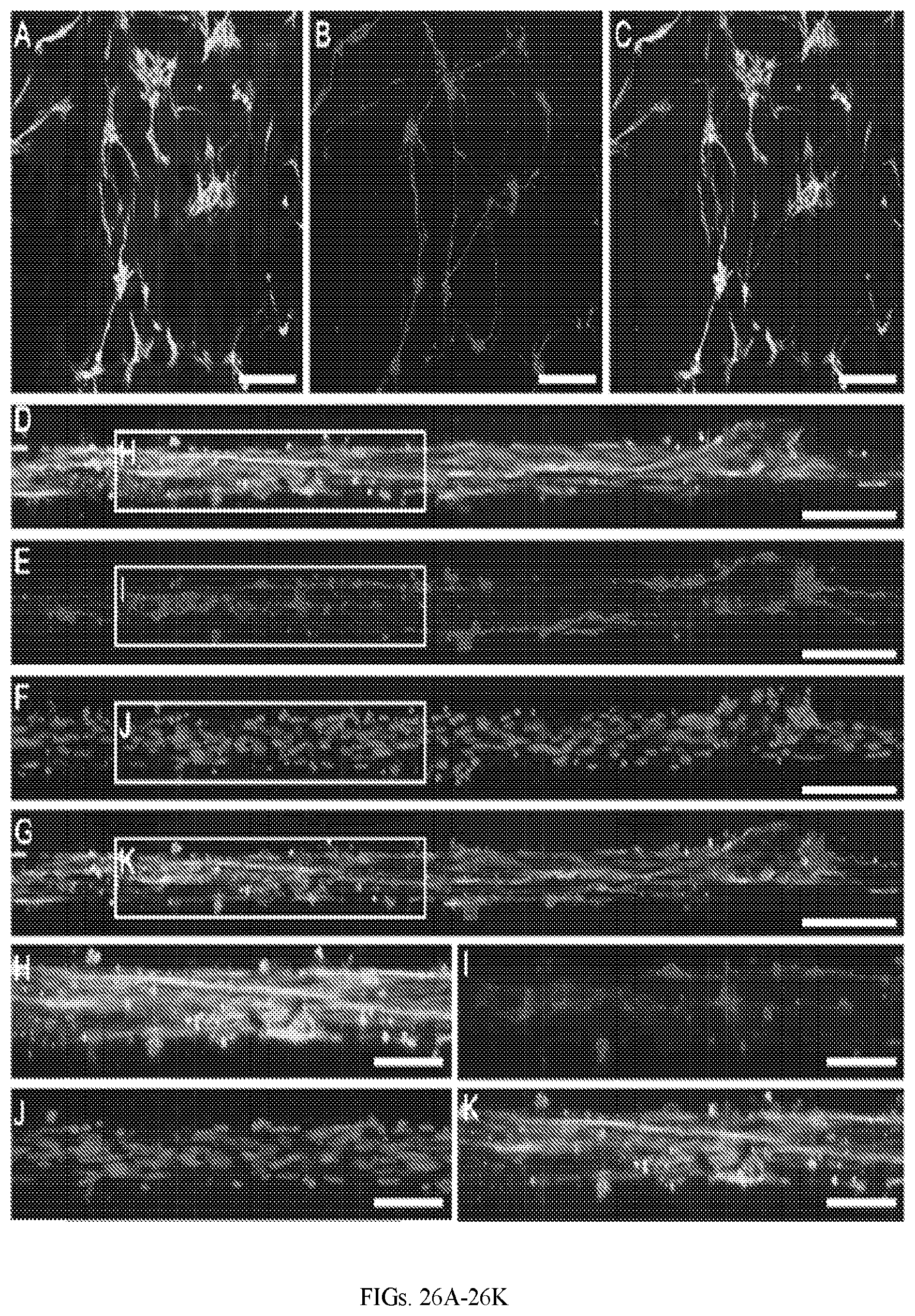 Patent US12599670 Figure 20 – Composition comprising three-dimensional astrocyte bundles of bi-polar and aligned astrocyte processes and a method of making thereof