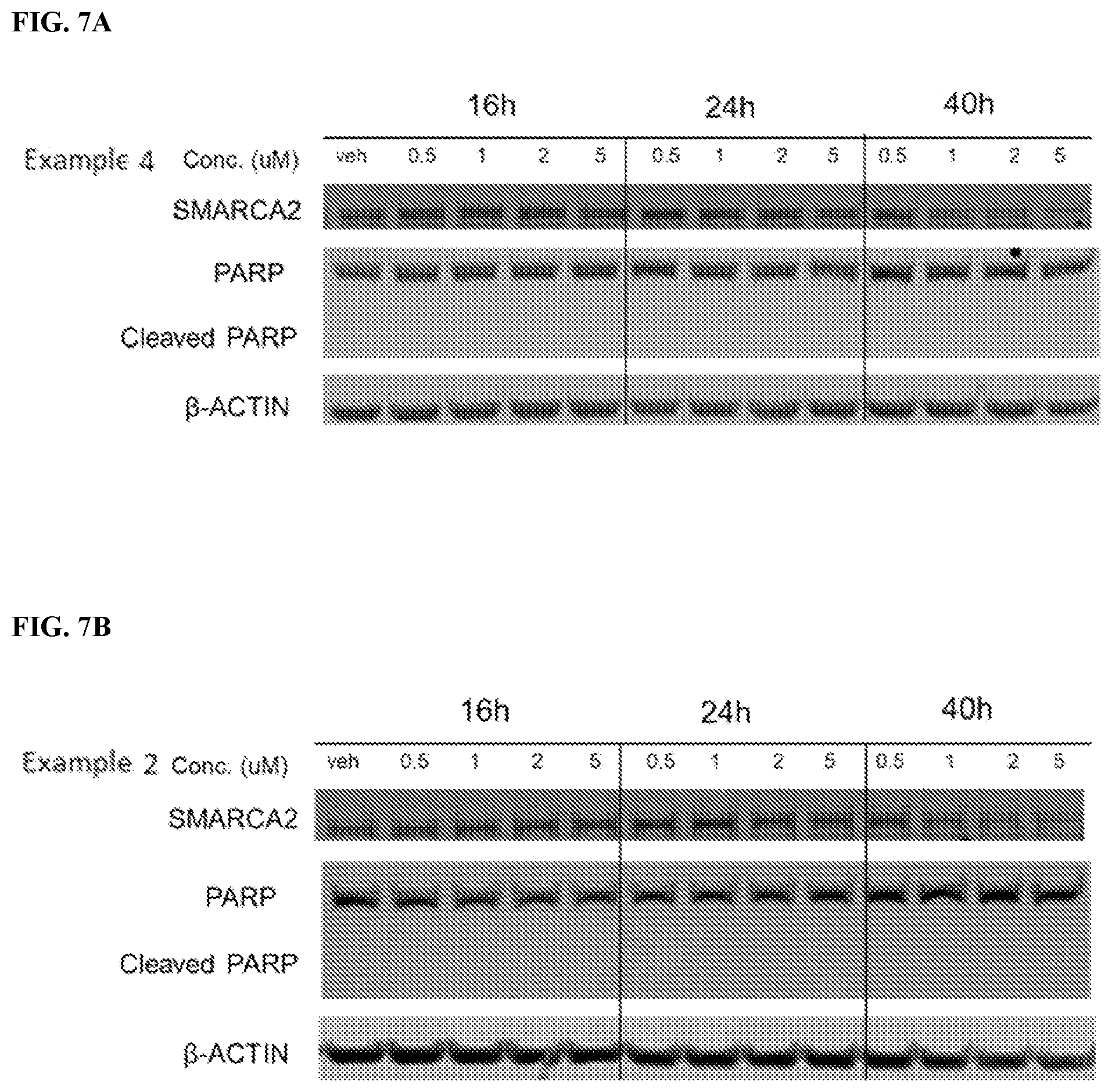 Patent US12599671 Figure 8 – Compounds, compositions, and methods for protein degradation