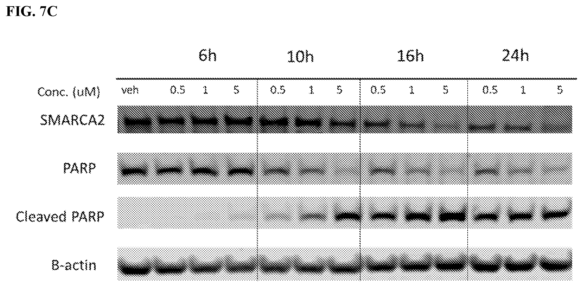 Patent US12599671 Figure 9 – Compounds, compositions, and methods for protein degradation