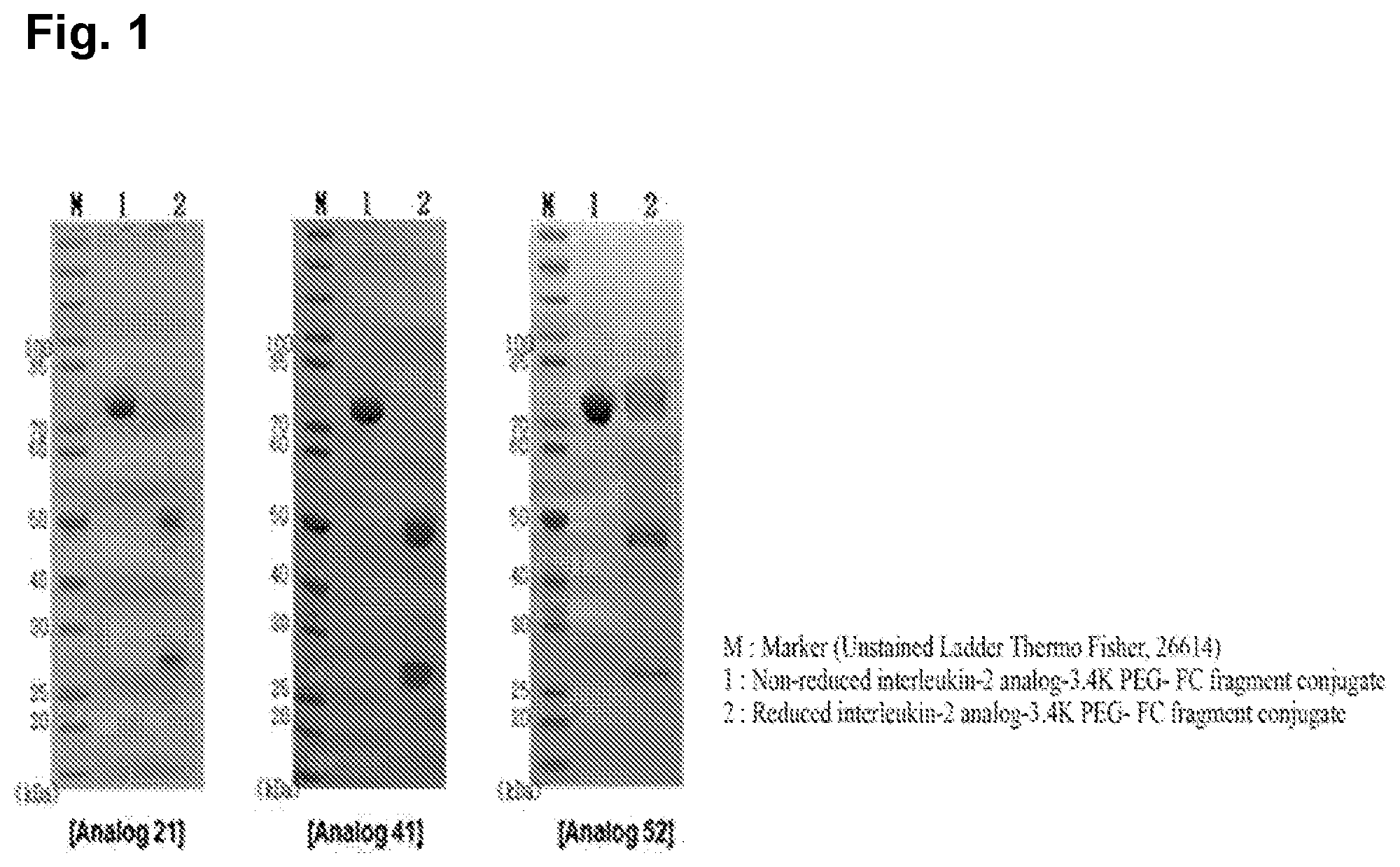 Patent US12599675 Figure 1 – Conjugate of immune-stimulating il-2 analog and preparation method thereof