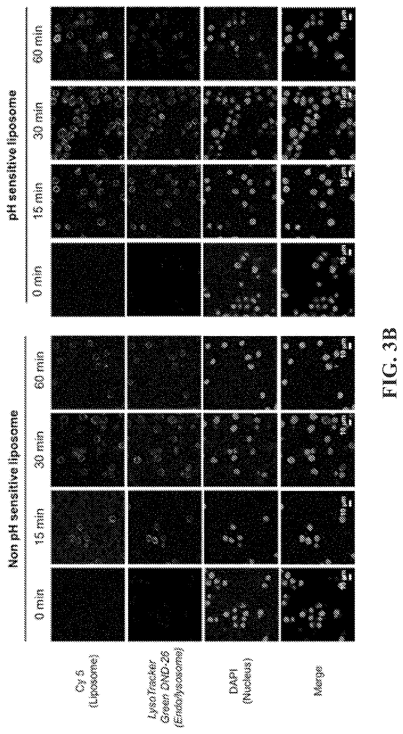 Patent US12599677 Figure 4 – Targeted PH sensitive liposomes