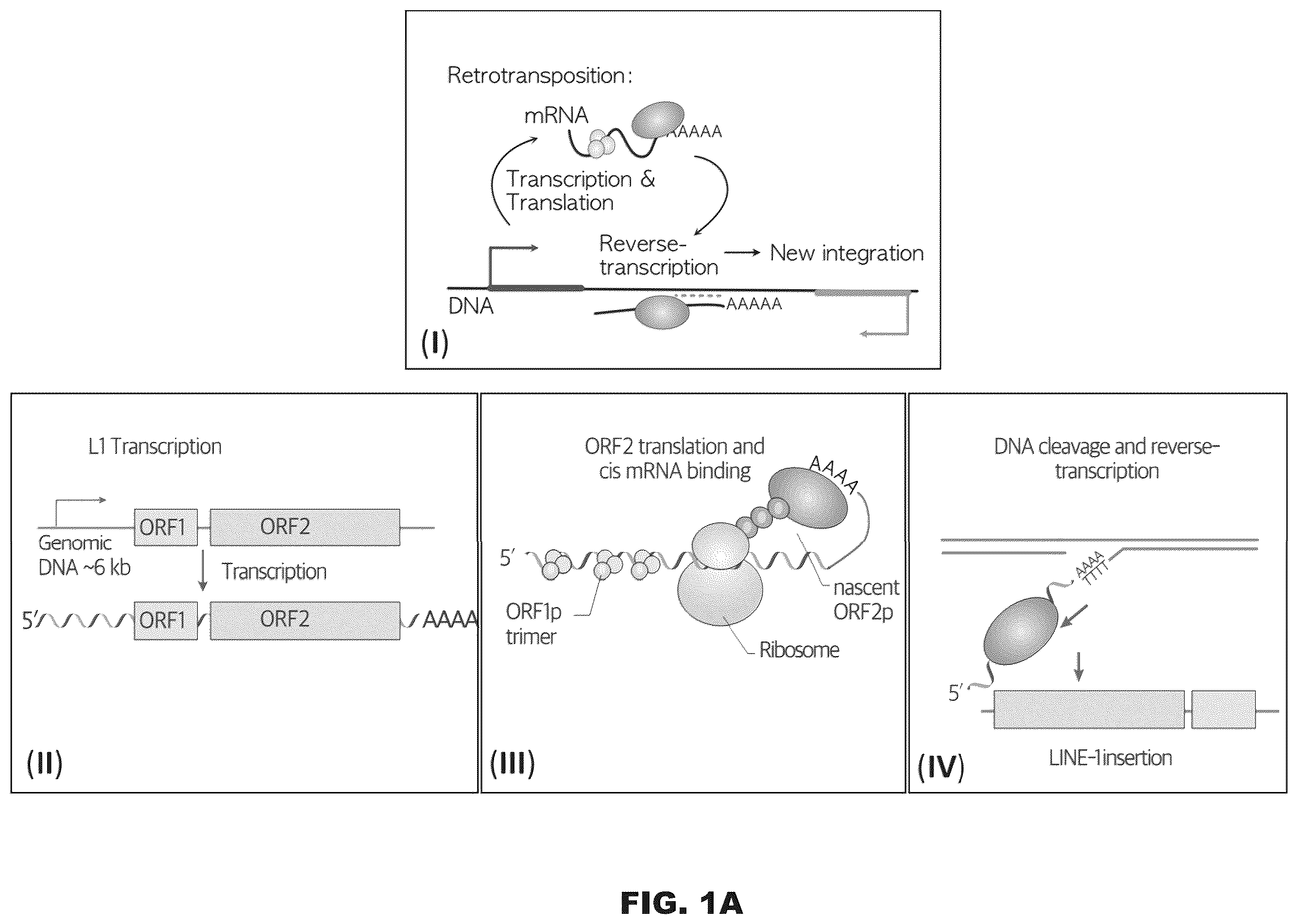 Patent US12599678 — Methods and compositions for genomic integration — Figure 1
