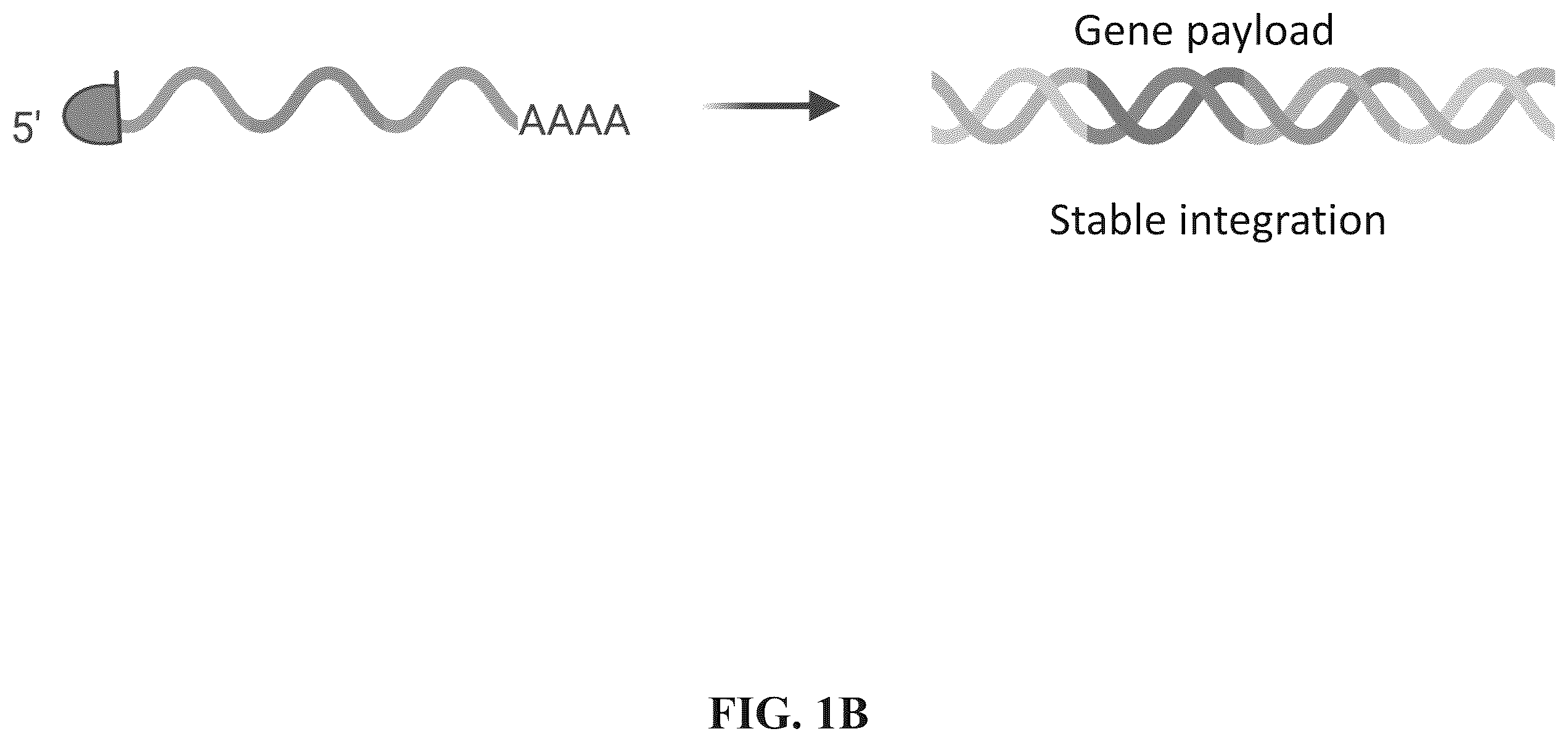 Patent US12599678 Figure 2 – Methods and compositions for genomic integration