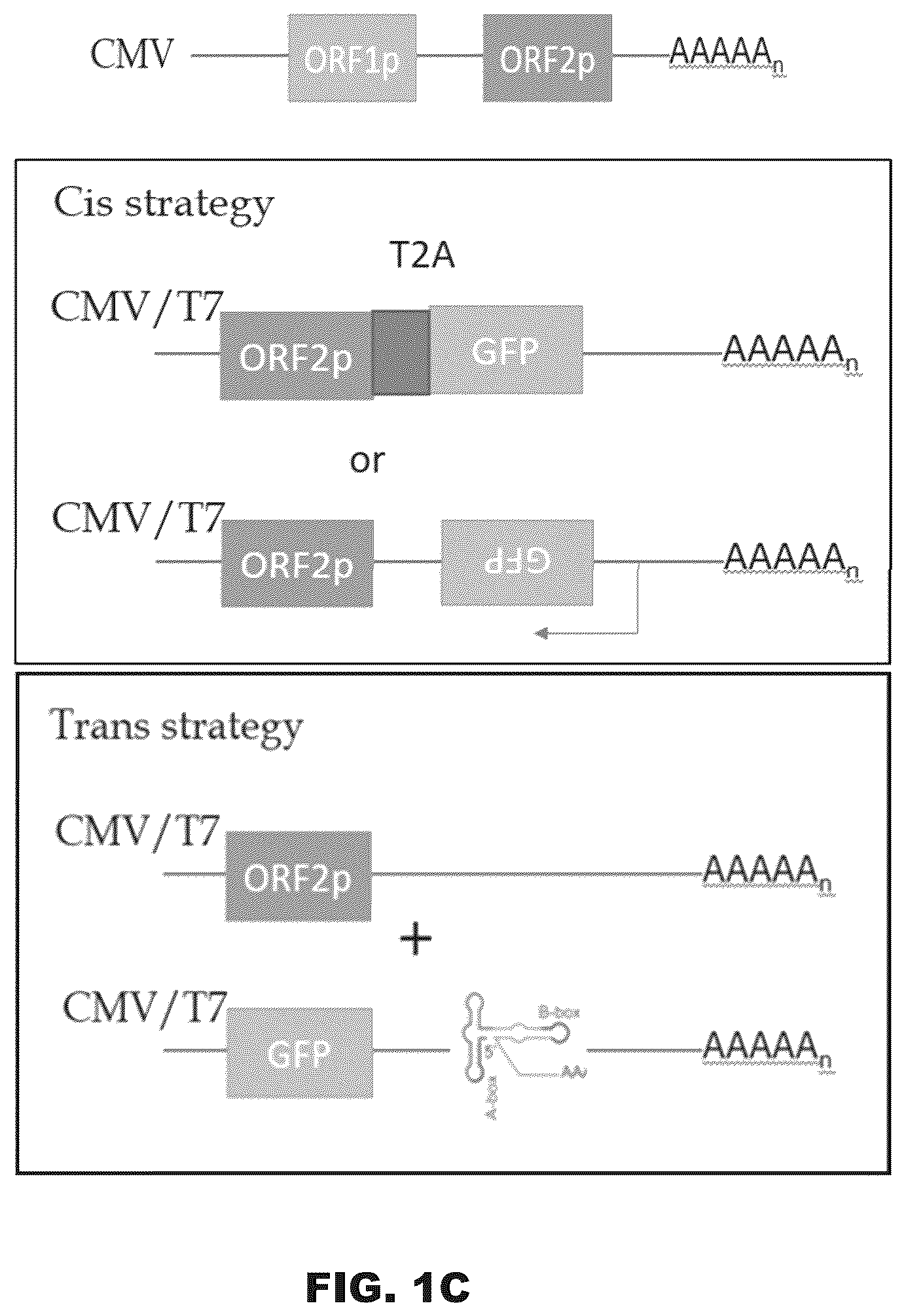 Patent US12599678 Figure 3 – Methods and compositions for genomic integration