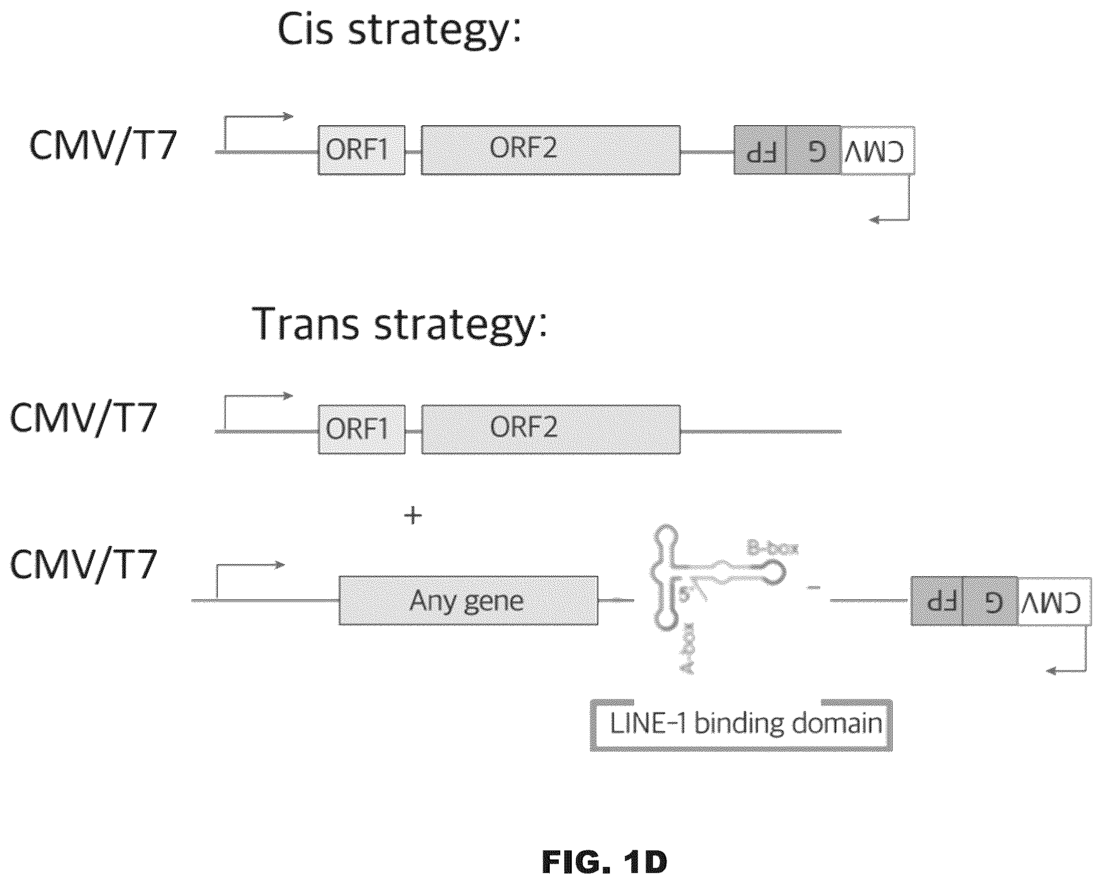 Patent US12599678 Figure 4 – Methods and compositions for genomic integration