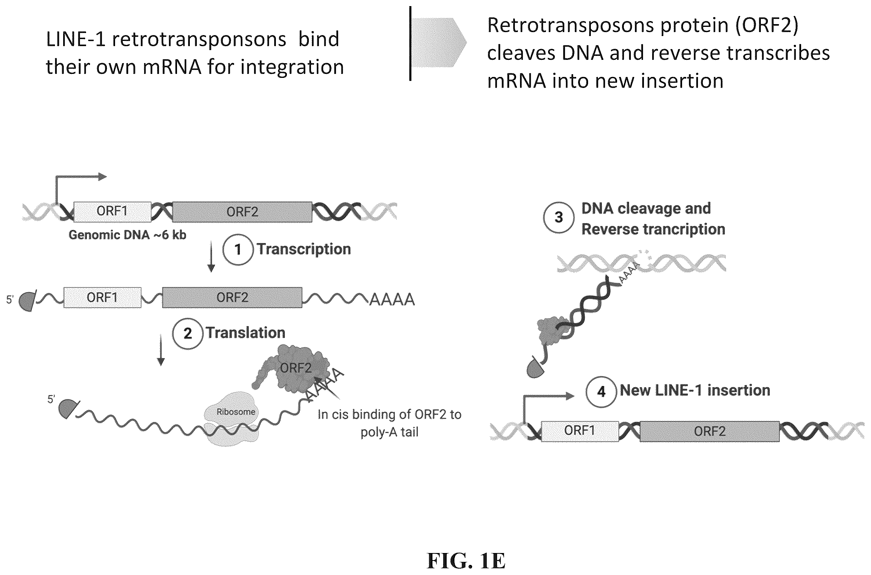 Patent US12599678 Figure 5 – Methods and compositions for genomic integration