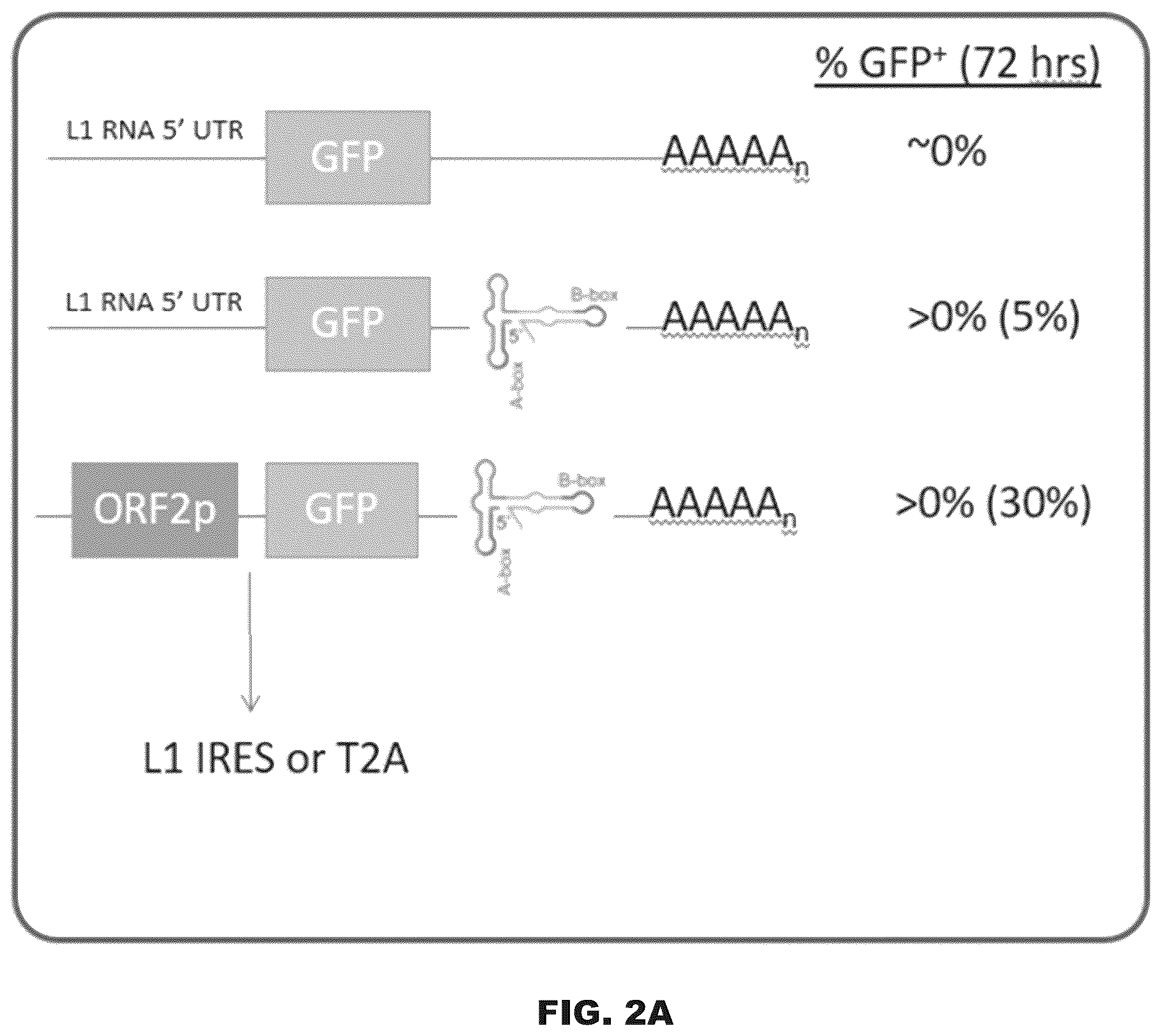 Patent US12599678 Figure 6 – Methods and compositions for genomic integration