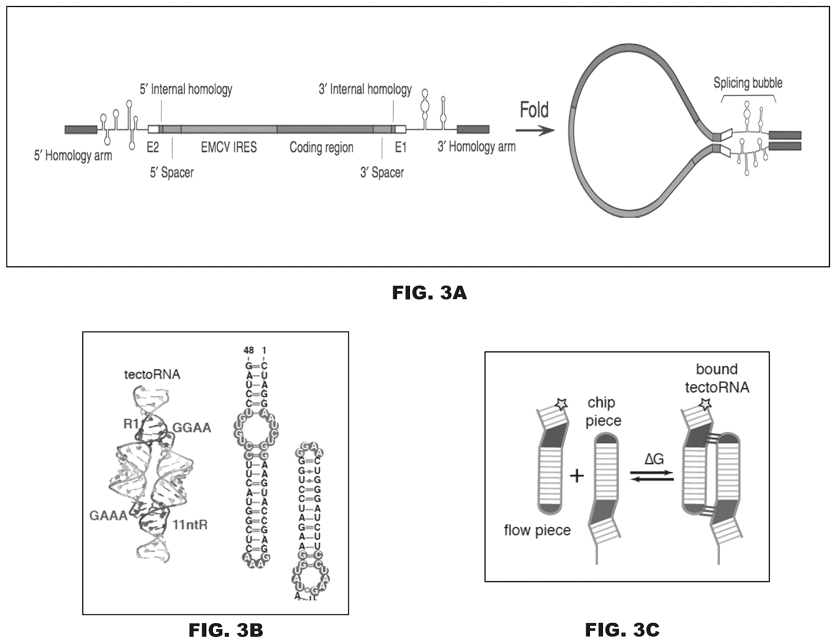 Patent US12599678 Figure 8 – Methods and compositions for genomic integration