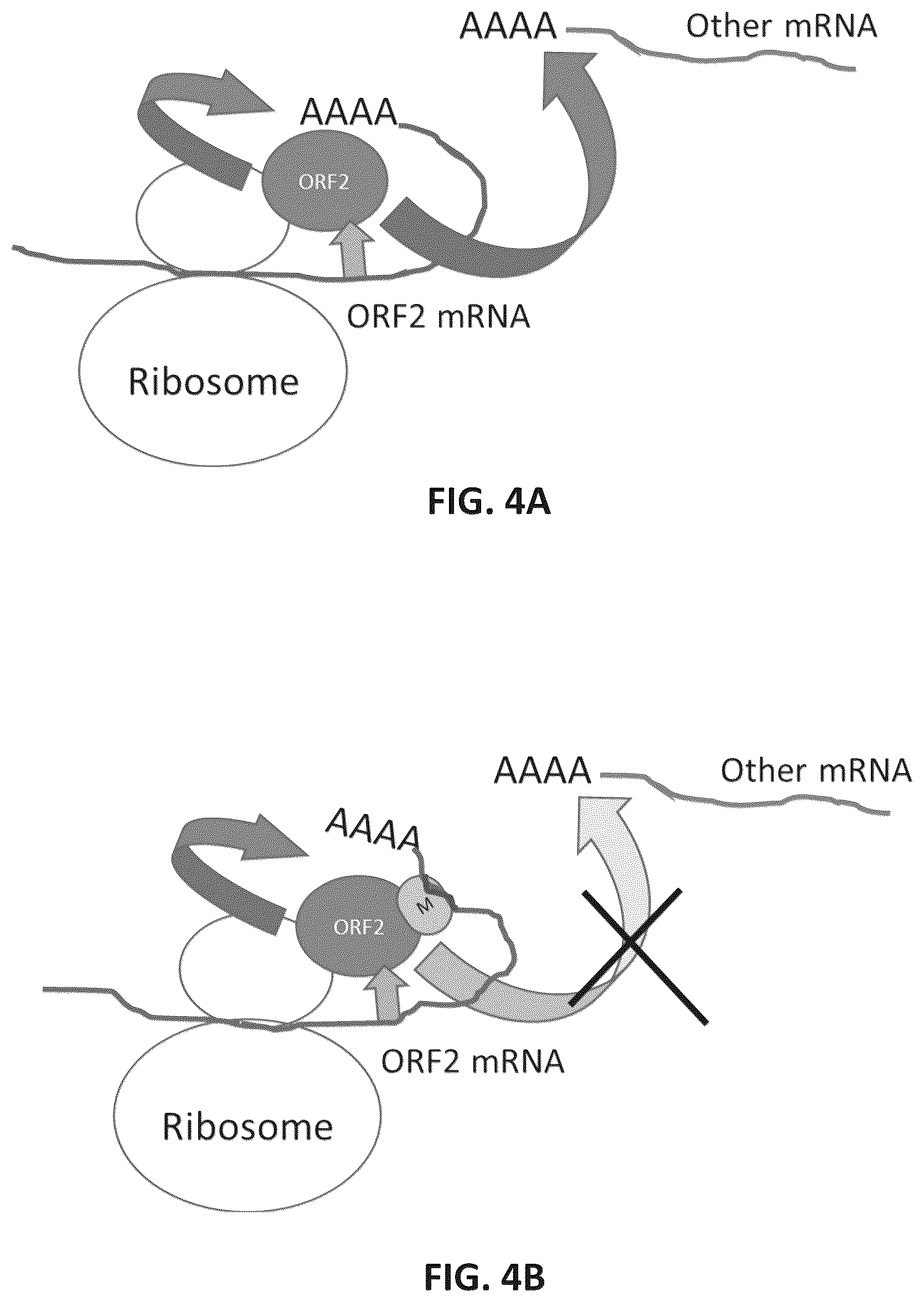 Patent US12599678 Figure 9 – Methods and compositions for genomic integration