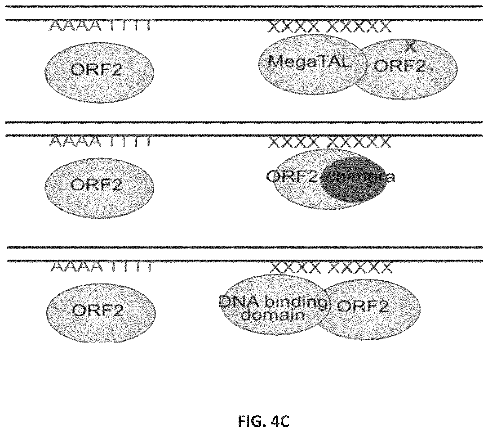 Patent US12599678 Figure 10 – Methods and compositions for genomic integration