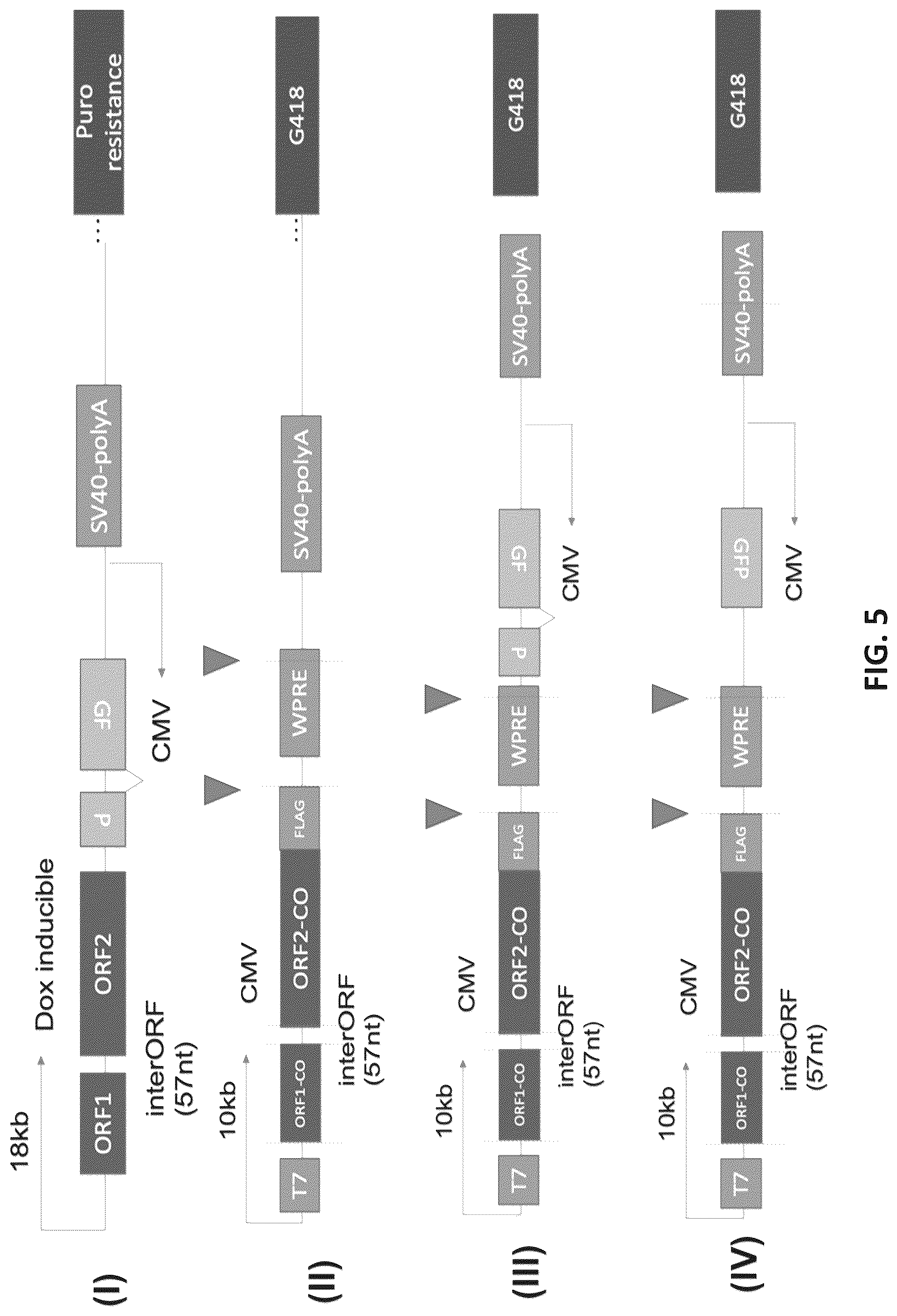 Patent US12599678 Figure 11 – Methods and compositions for genomic integration