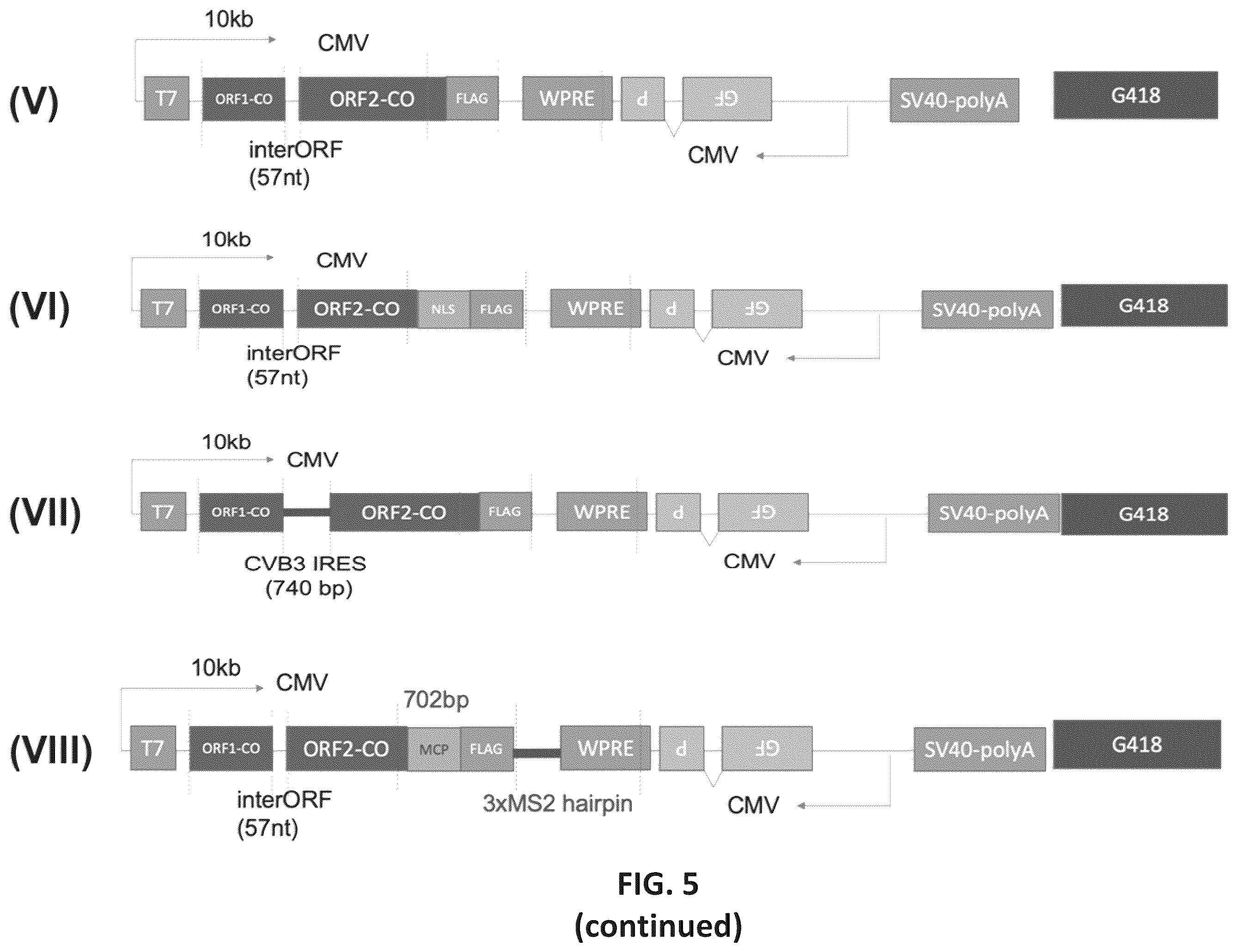 Patent US12599678 Figure 12 – Methods and compositions for genomic integration