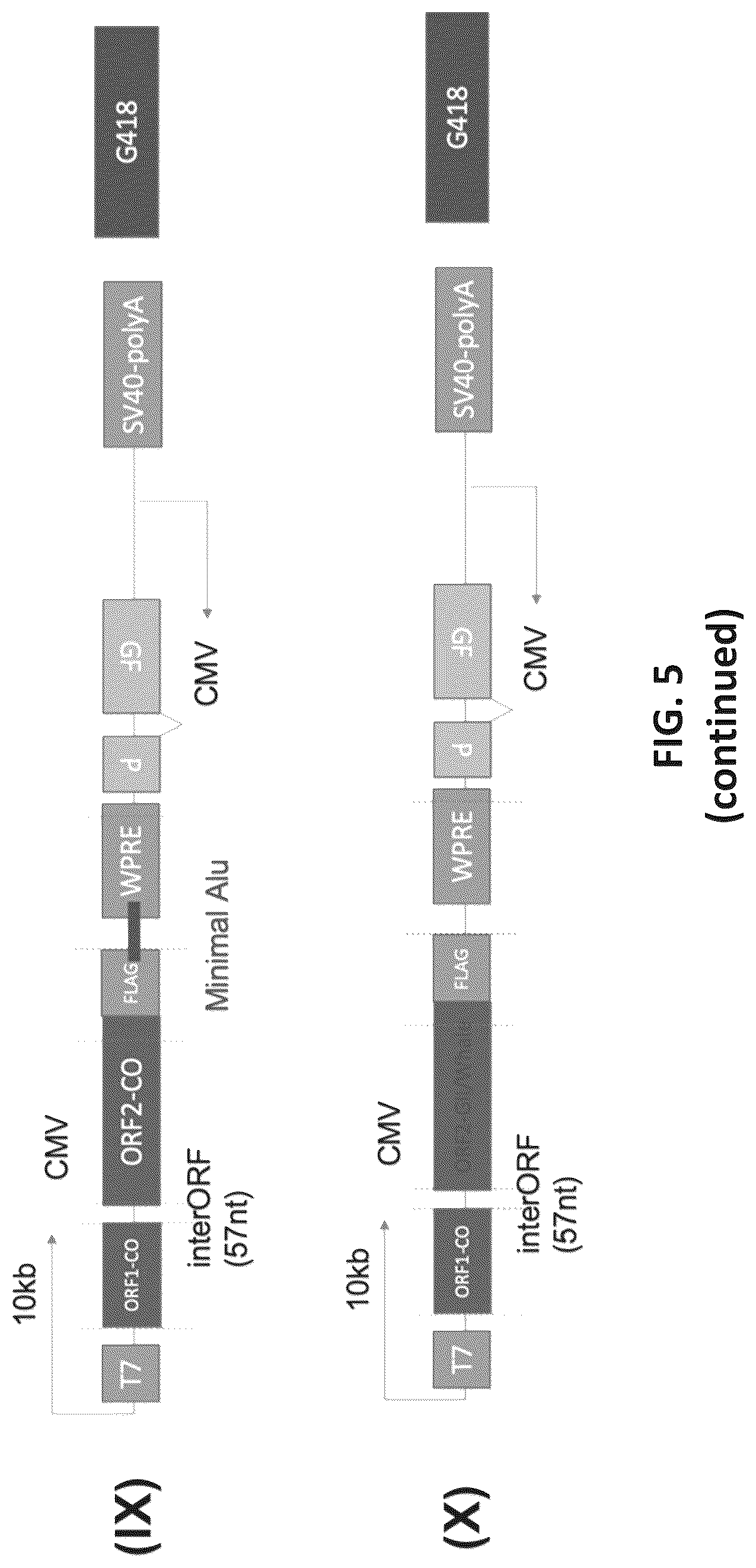 Patent US12599678 Figure 13 – Methods and compositions for genomic integration