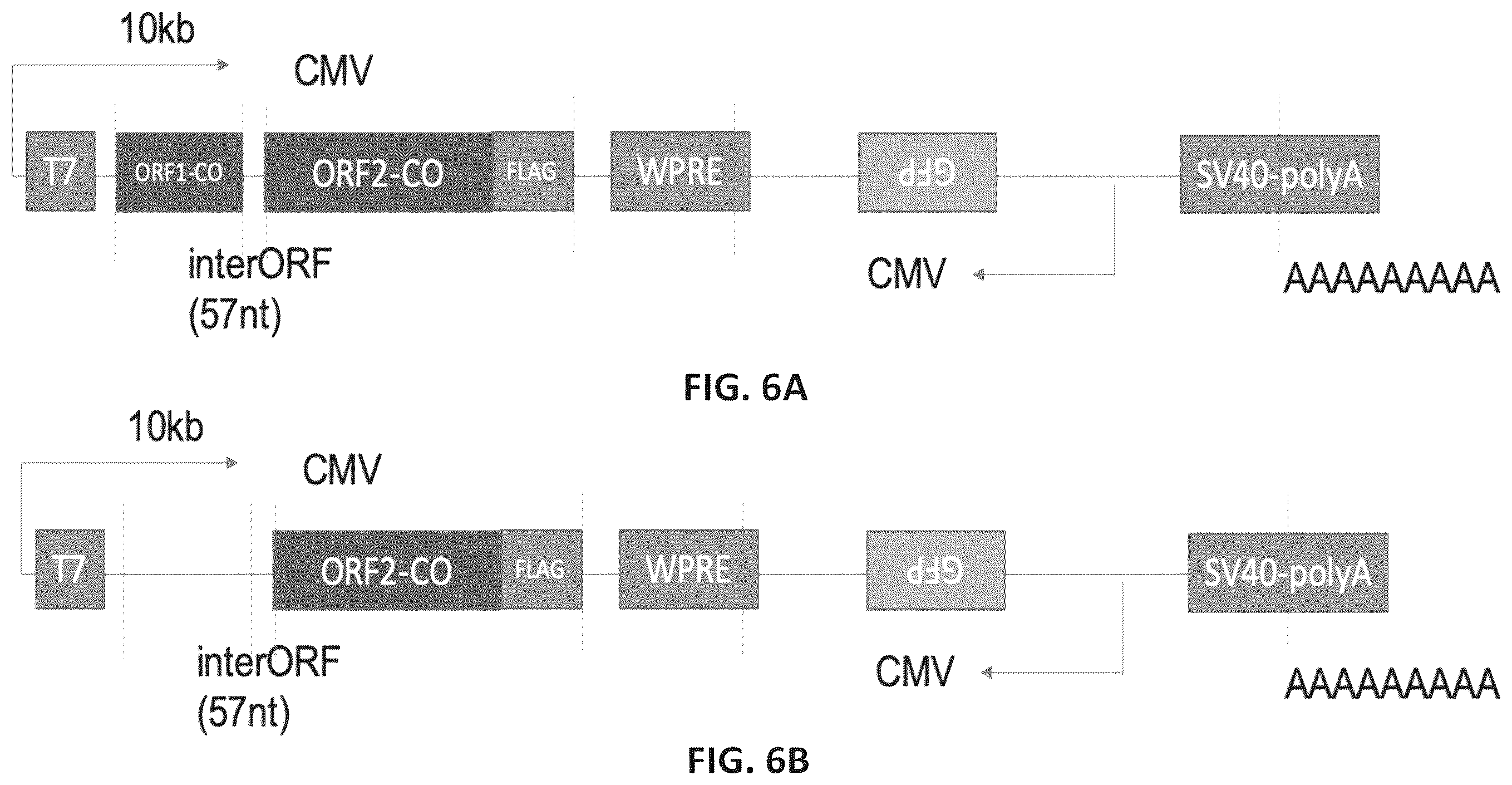 Patent US12599678 Figure 14 – Methods and compositions for genomic integration