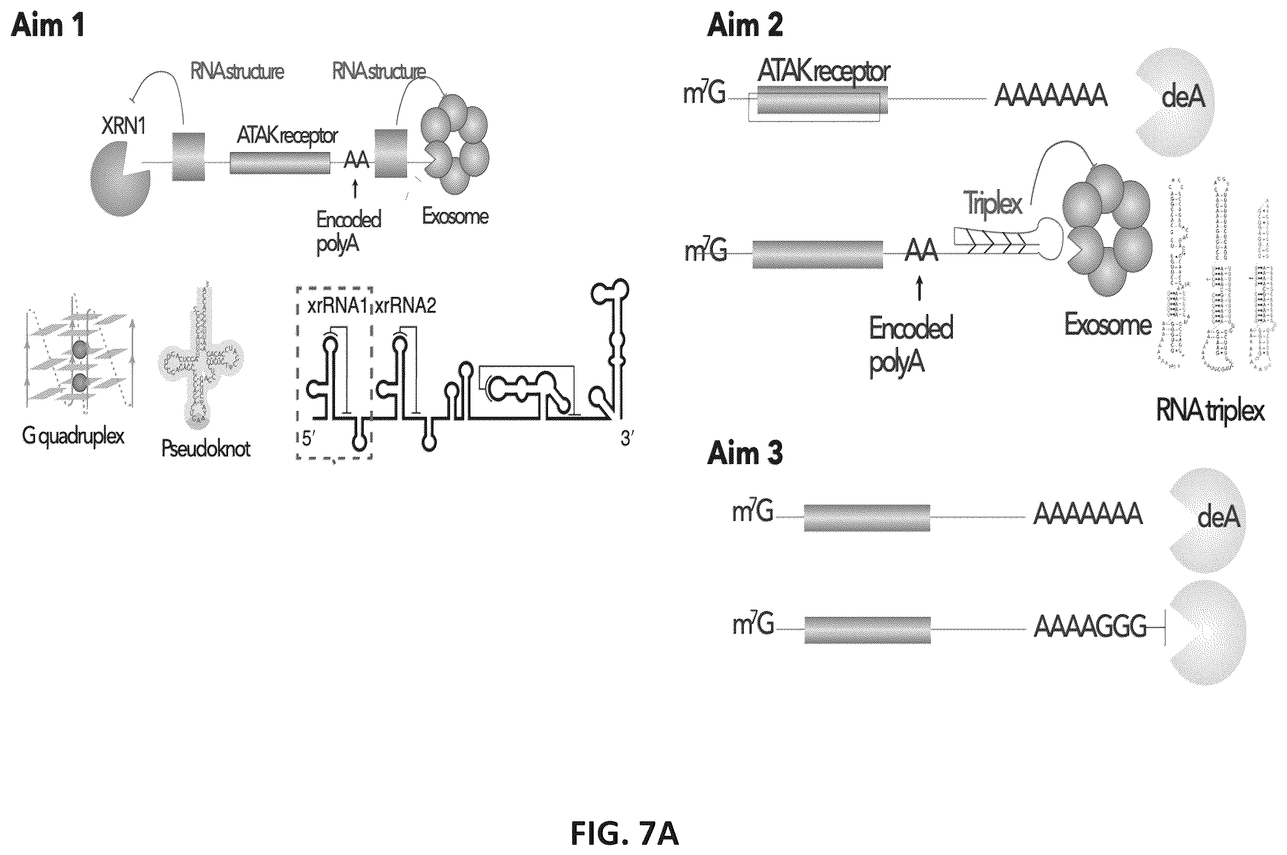 Patent US12599678 Figure 15 – Methods and compositions for genomic integration