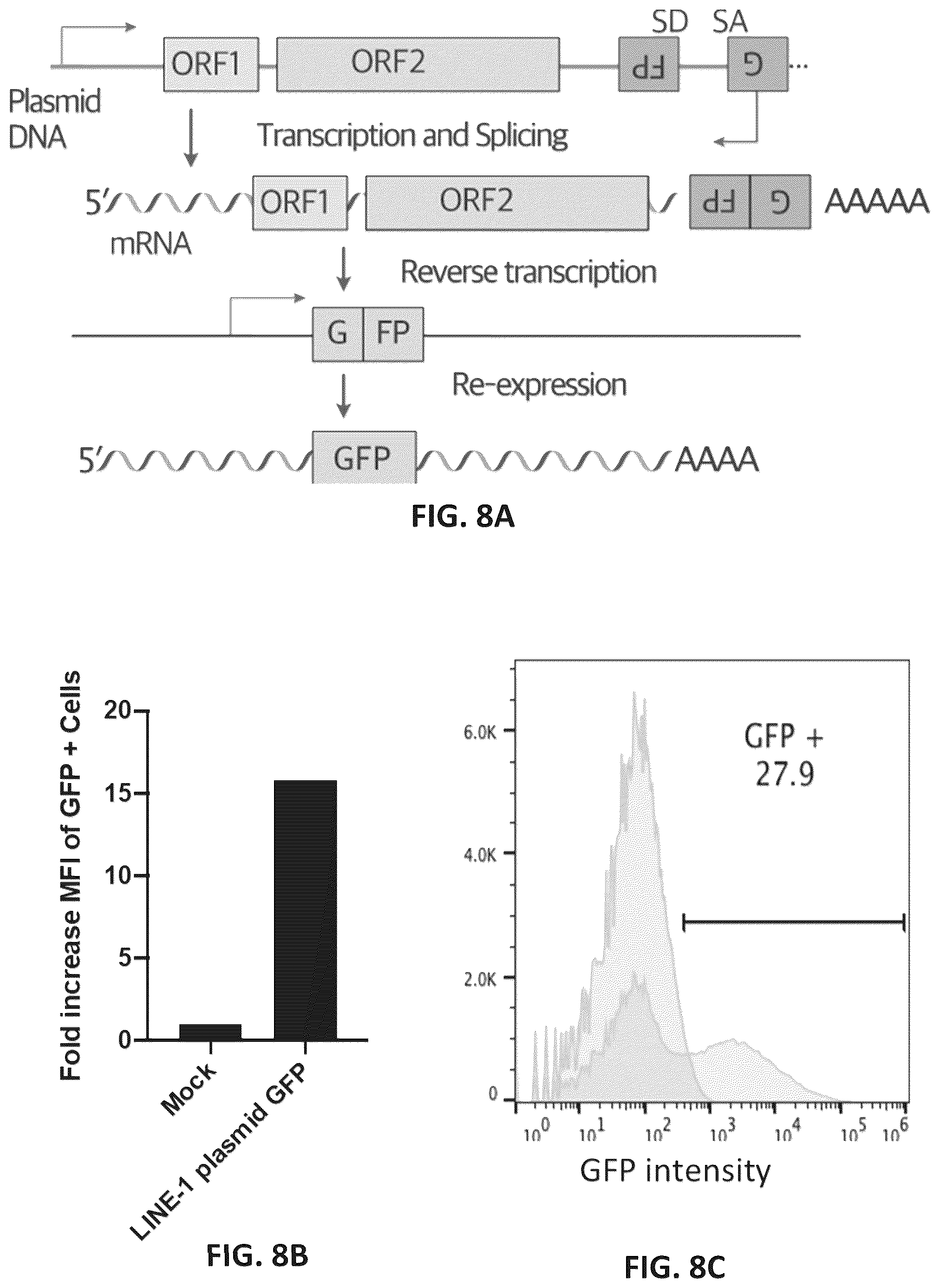 Patent US12599678 Figure 17 – Methods and compositions for genomic integration