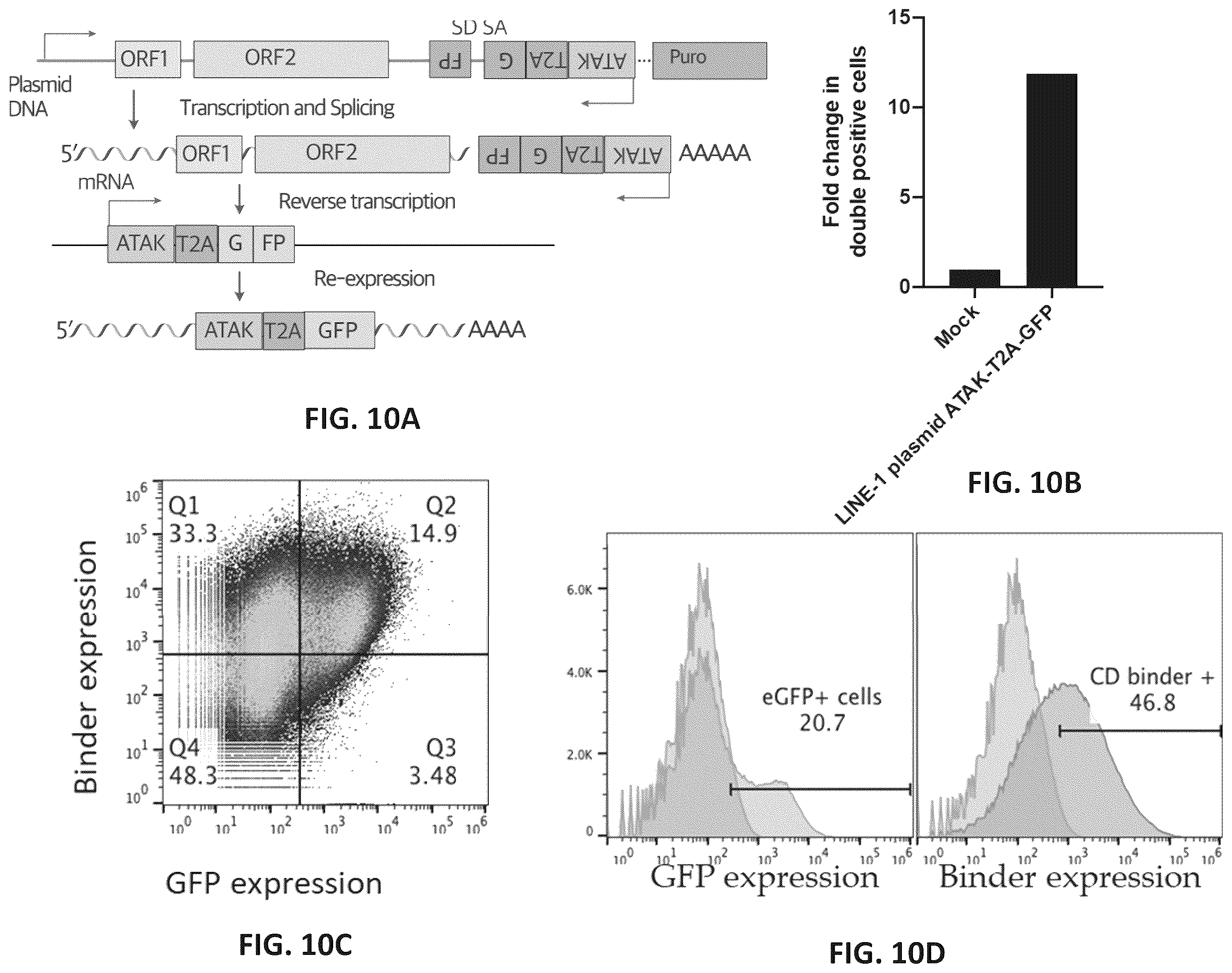 Patent US12599678 Figure 19 – Methods and compositions for genomic integration