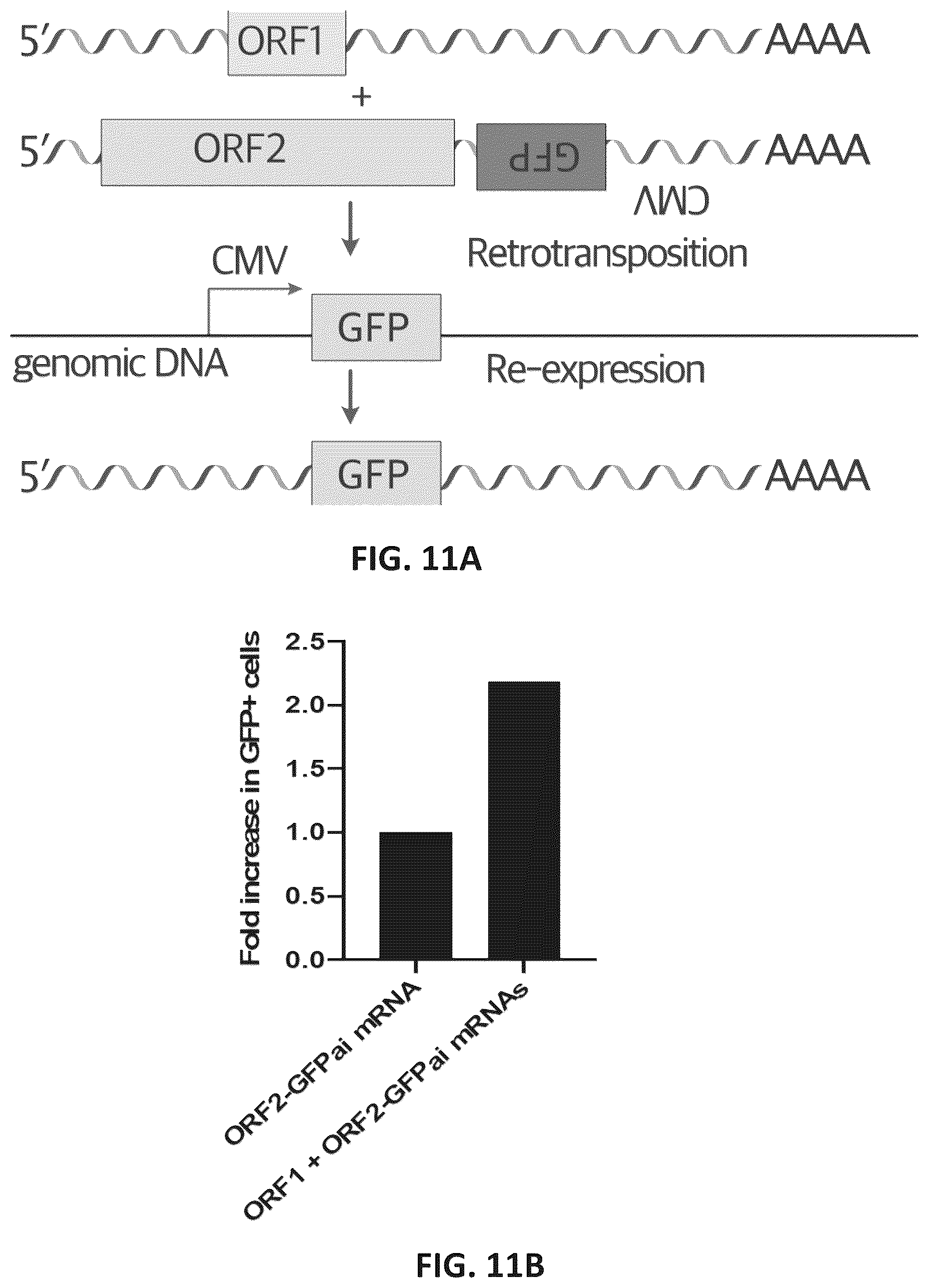 Patent US12599678 Figure 20 – Methods and compositions for genomic integration