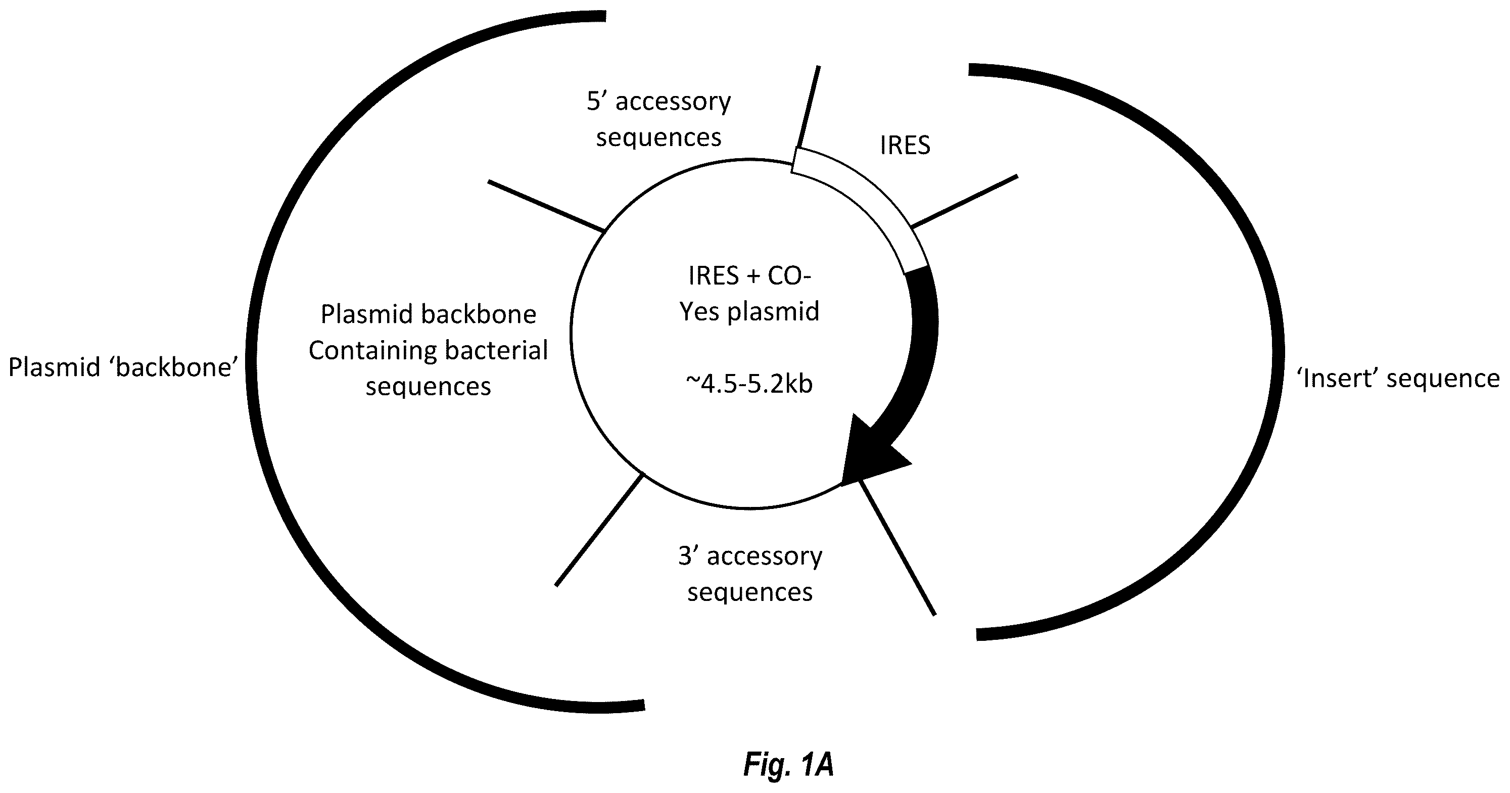 Patent US12599679 Figure 1 – Circular RNA compositions