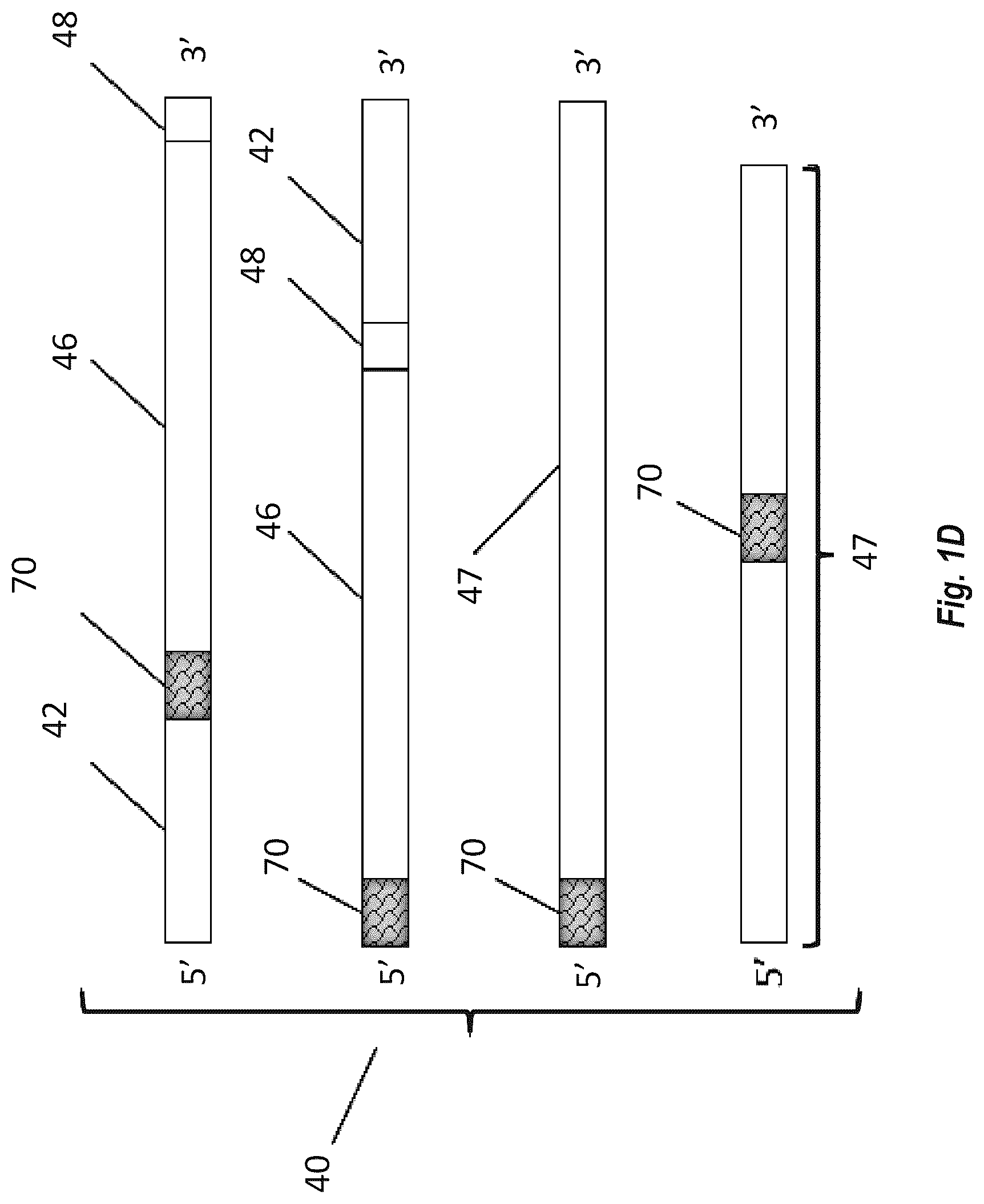 Patent US12599679 Figure 3 – Circular RNA compositions
