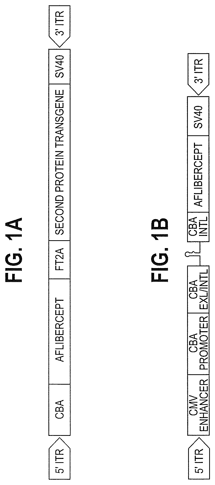 Patent US12599680 Figure 1 – Treatments for ocular neovascularization