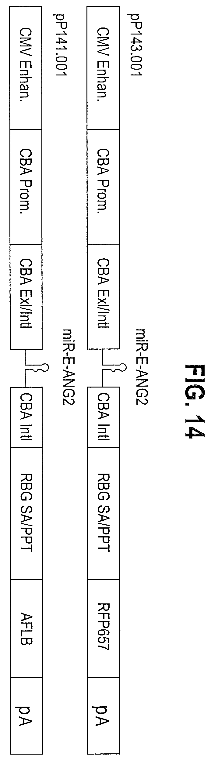 Patent US12599680 Figure 17 – Treatments for ocular neovascularization