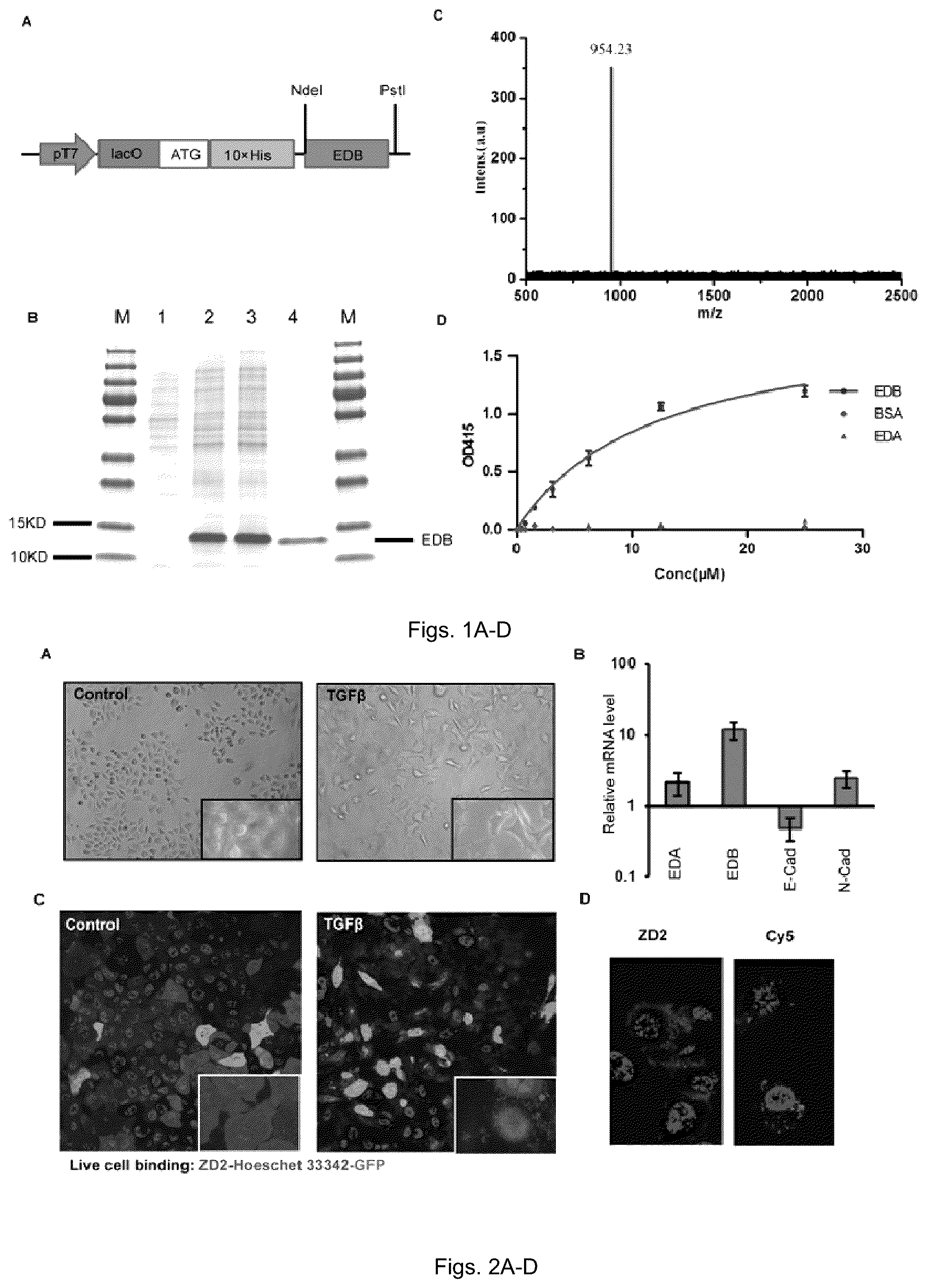 Patent US12599684 Figure 1 – Molecular probes and methods of use
