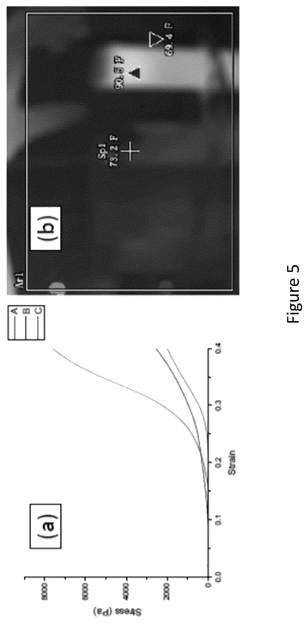 Patent US12599693 Figure 5 – Augmented thermoset polymer sponges for in situ hemostatic treatment of external and internal wounds
