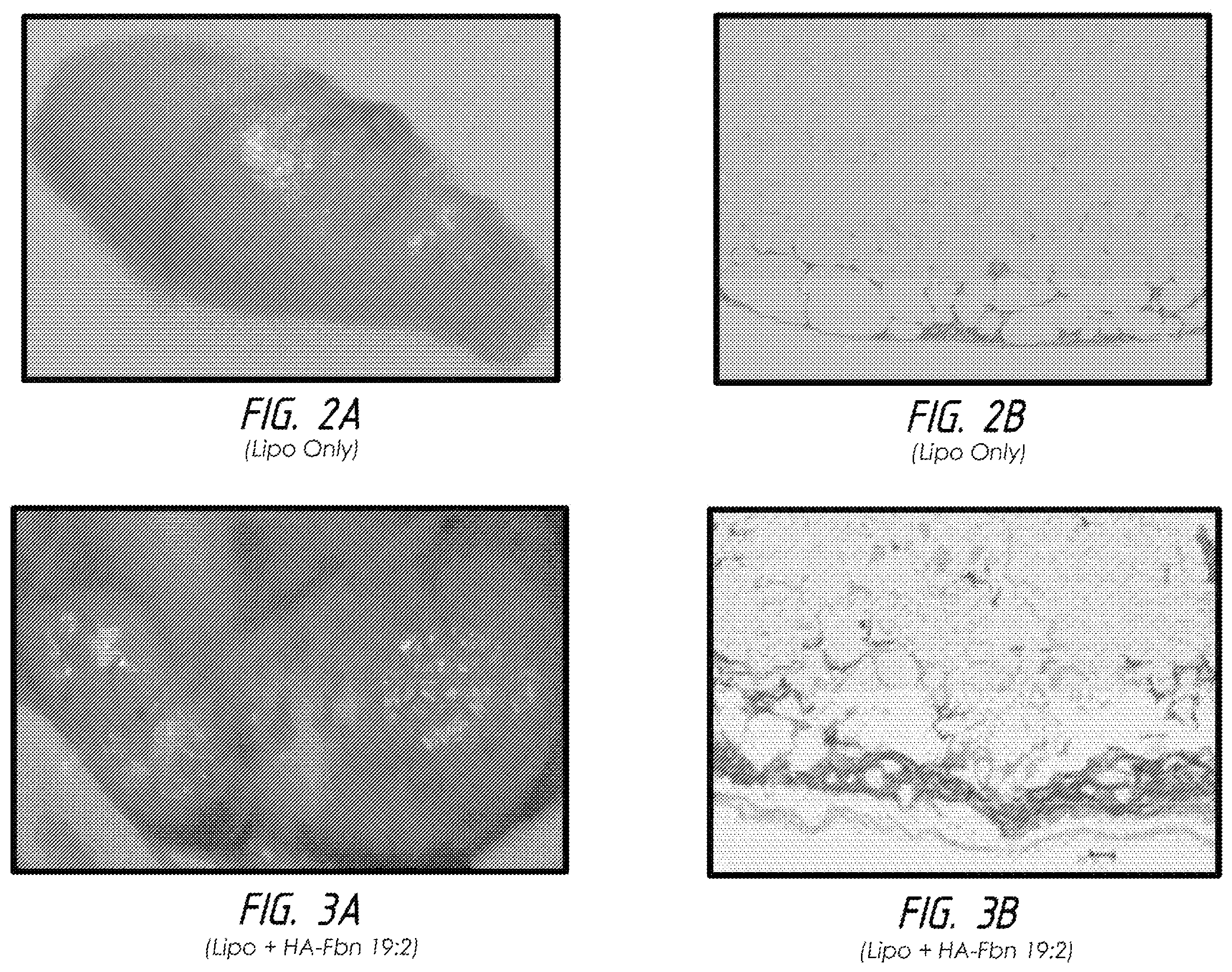 Patent US12599699 Figure 2 – Co-crosslinked hyaluronic acid-silk fibroin hydrogels for improving tissue graft viability and for soft tissue augmentation
