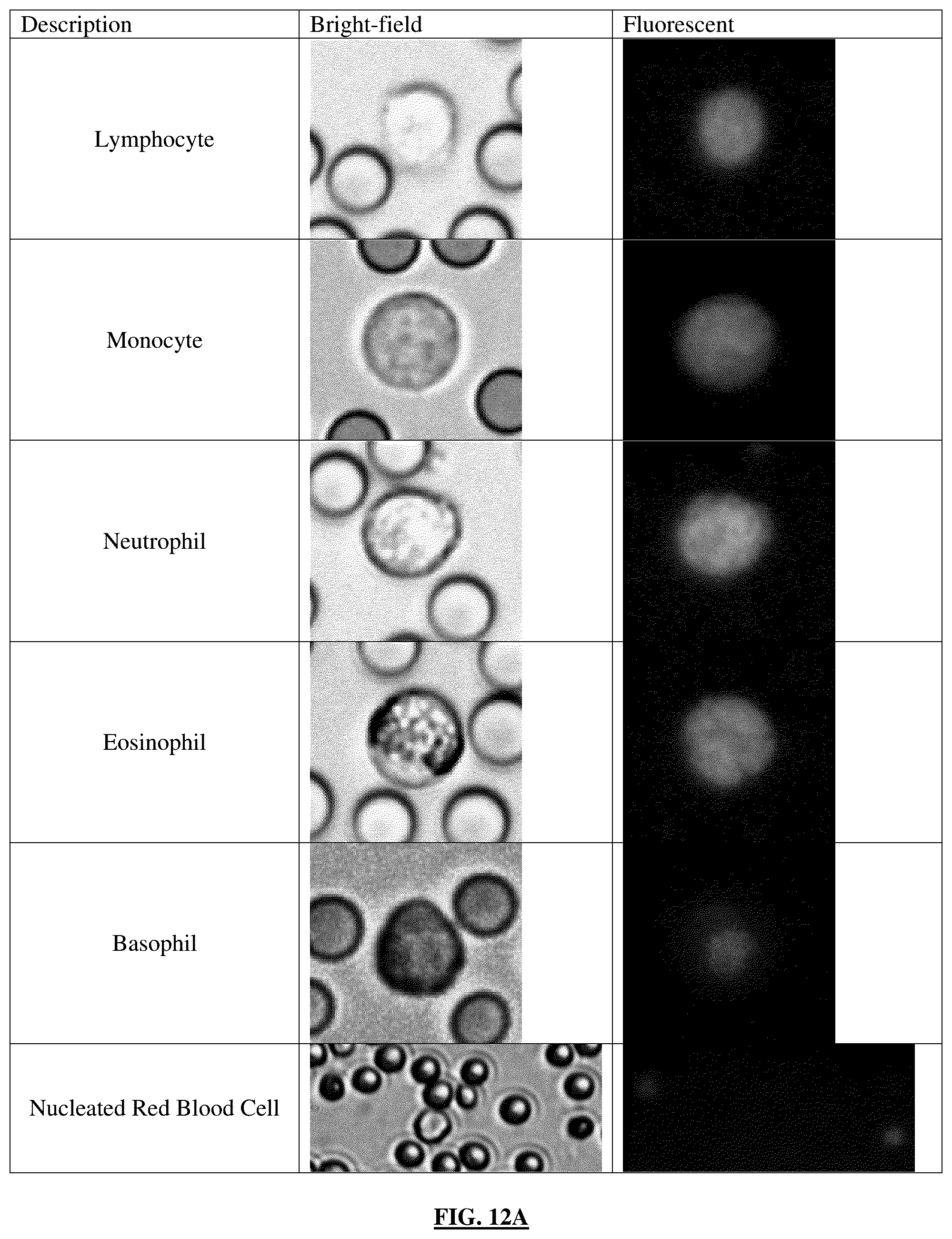 Patent US12599902 Figure 17 – Automated microscopic cell analysis