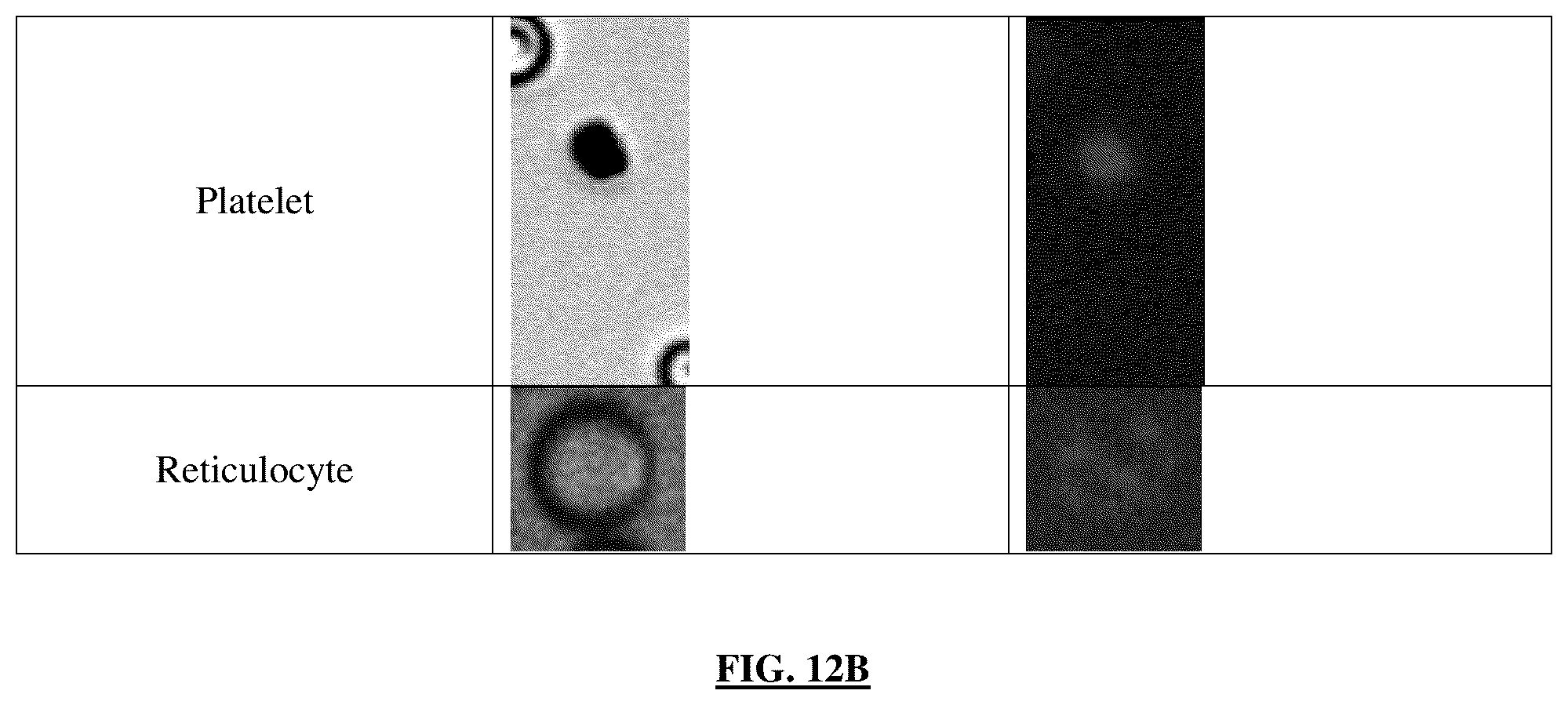 Patent US12599902 Figure 18 – Automated microscopic cell analysis