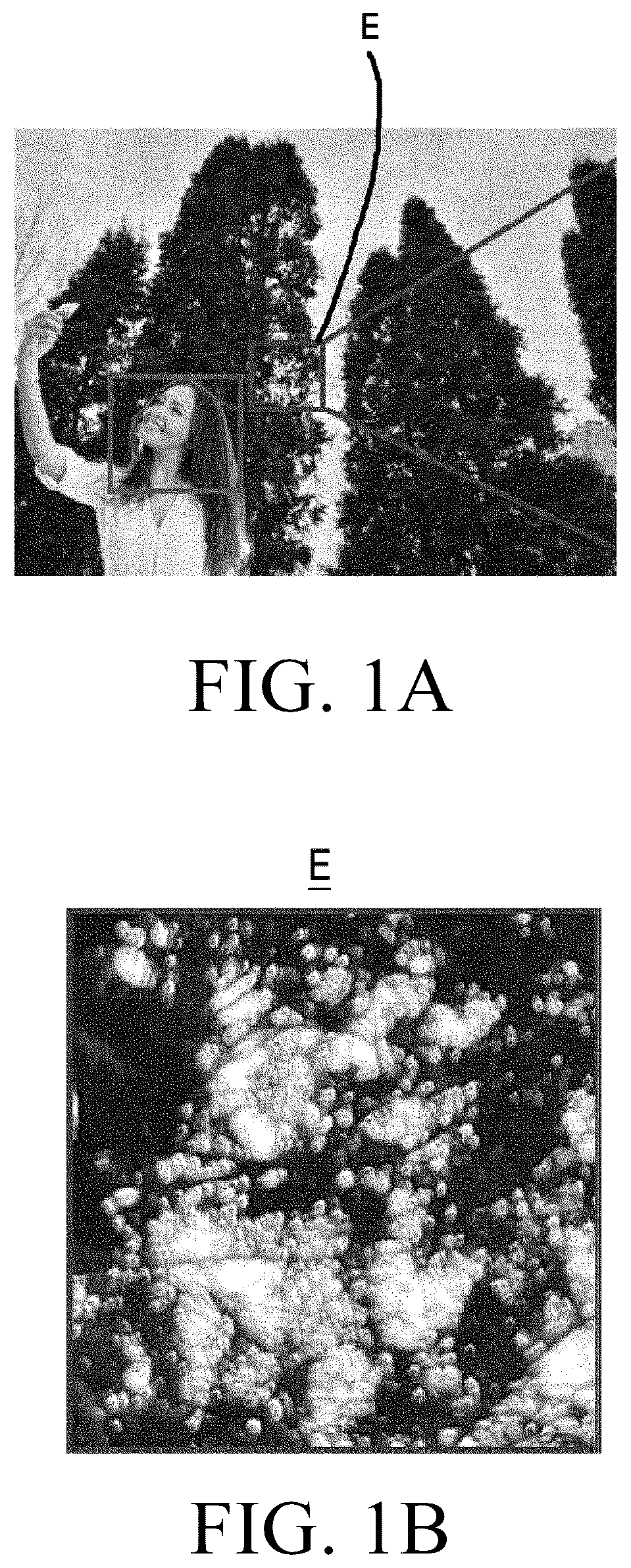 Patent US12610155 — Device and method for extended depth of field imaging — Figure 1