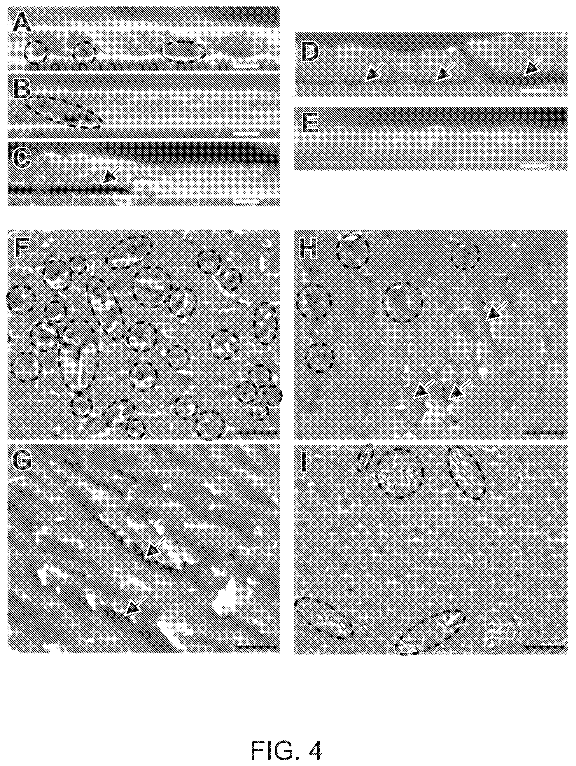 Patent US12610733 Figure 4 – Perovskite solar cells with self assembled monolayers