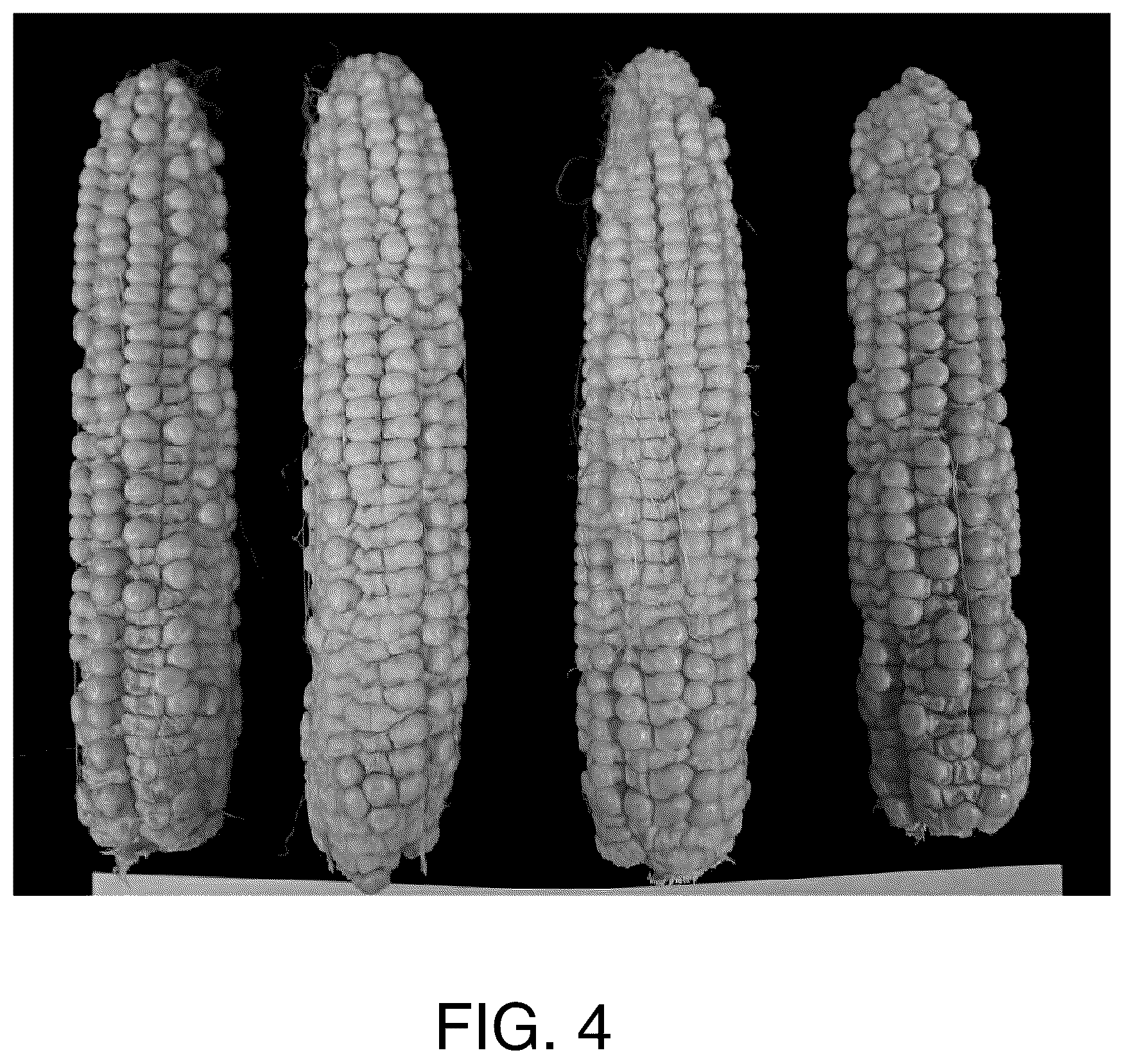 Patent US12610893 Figure 4 – Systems and methods for long-term pollen storage