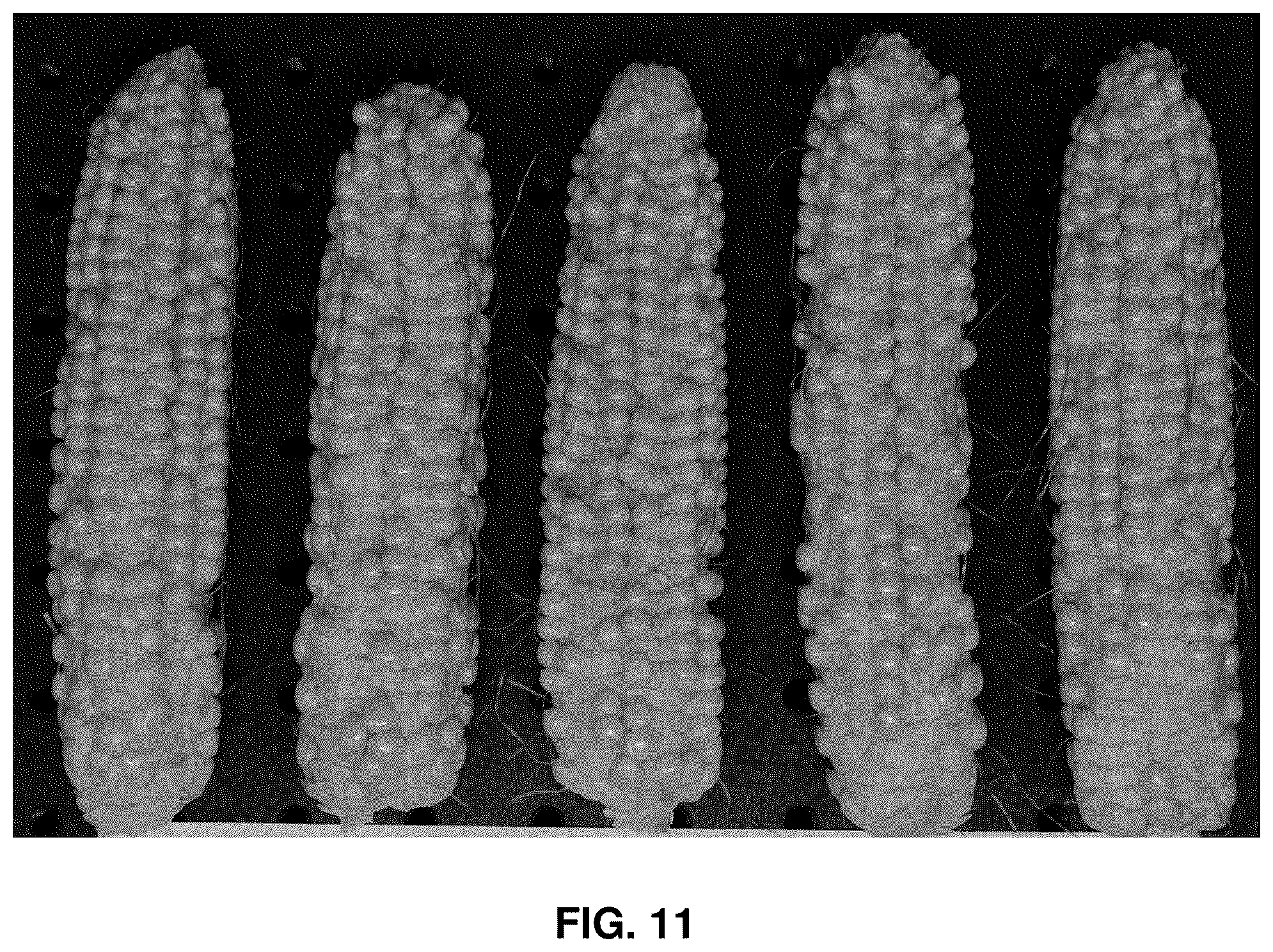 Patent US12610893 Figure 11 – Systems and methods for long-term pollen storage