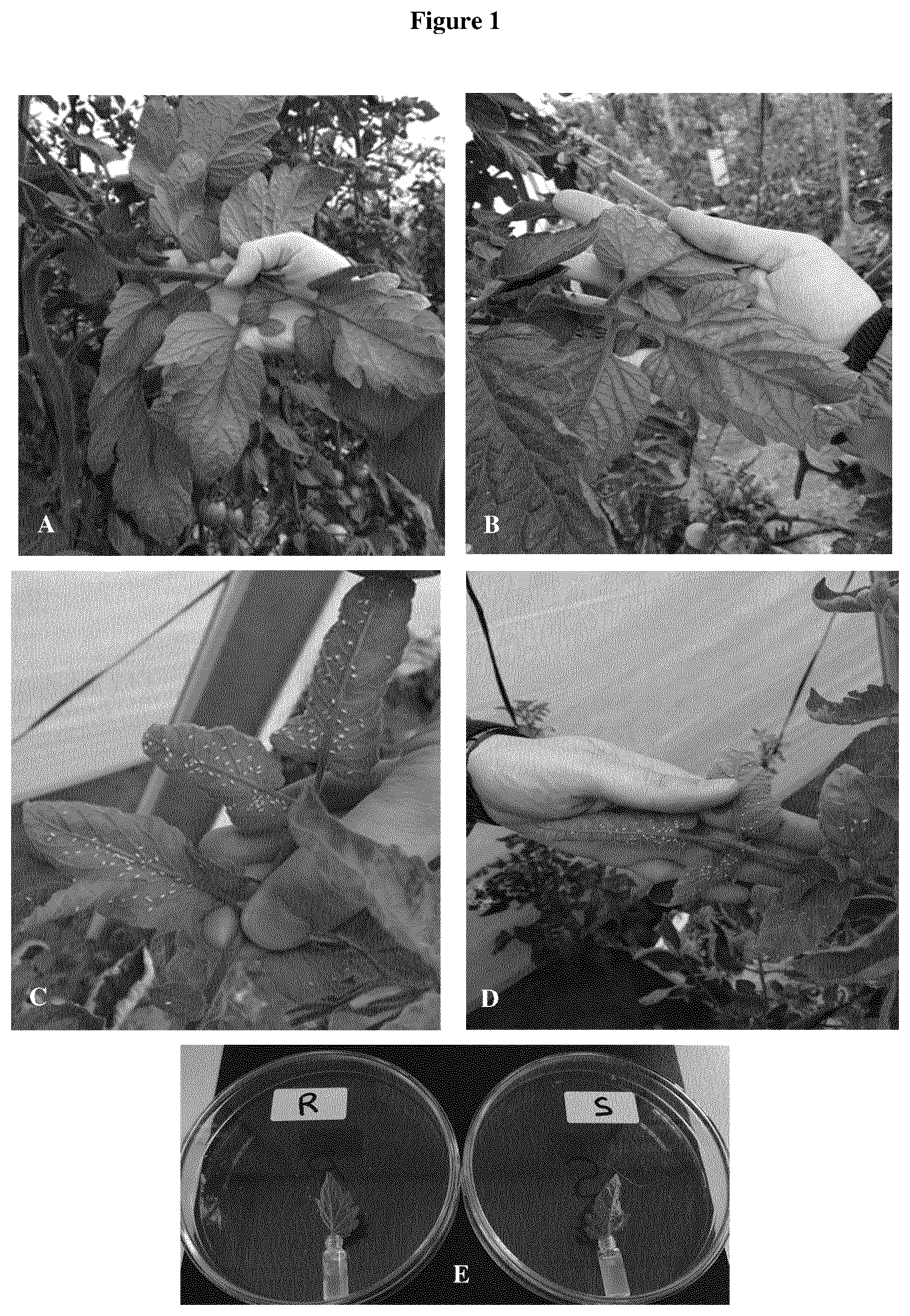 Patent US12610901 Figure 1 – Tomato plant having improved insect resistance