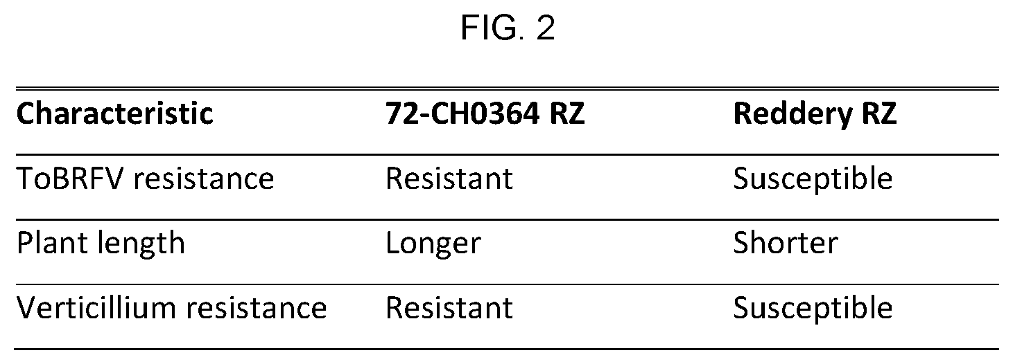 Patent US12610920 Figure 2 – Hybrid tomato variety 72-CH0364 RZ