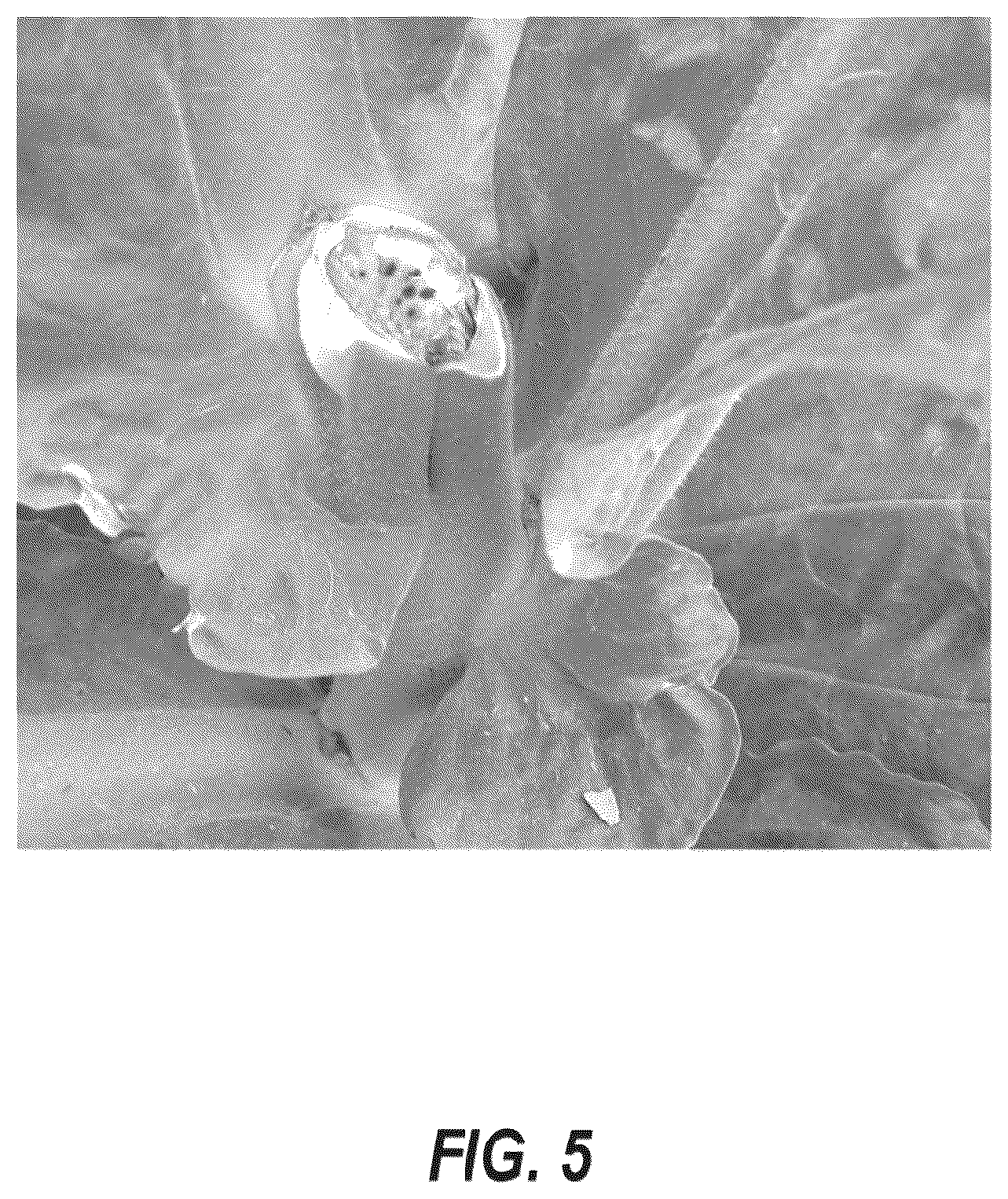 Patent US12610947 Figure 5 – Tobacco axillary bud growth inhibitors and methods of inhibiting growth of tobacco axillary buds