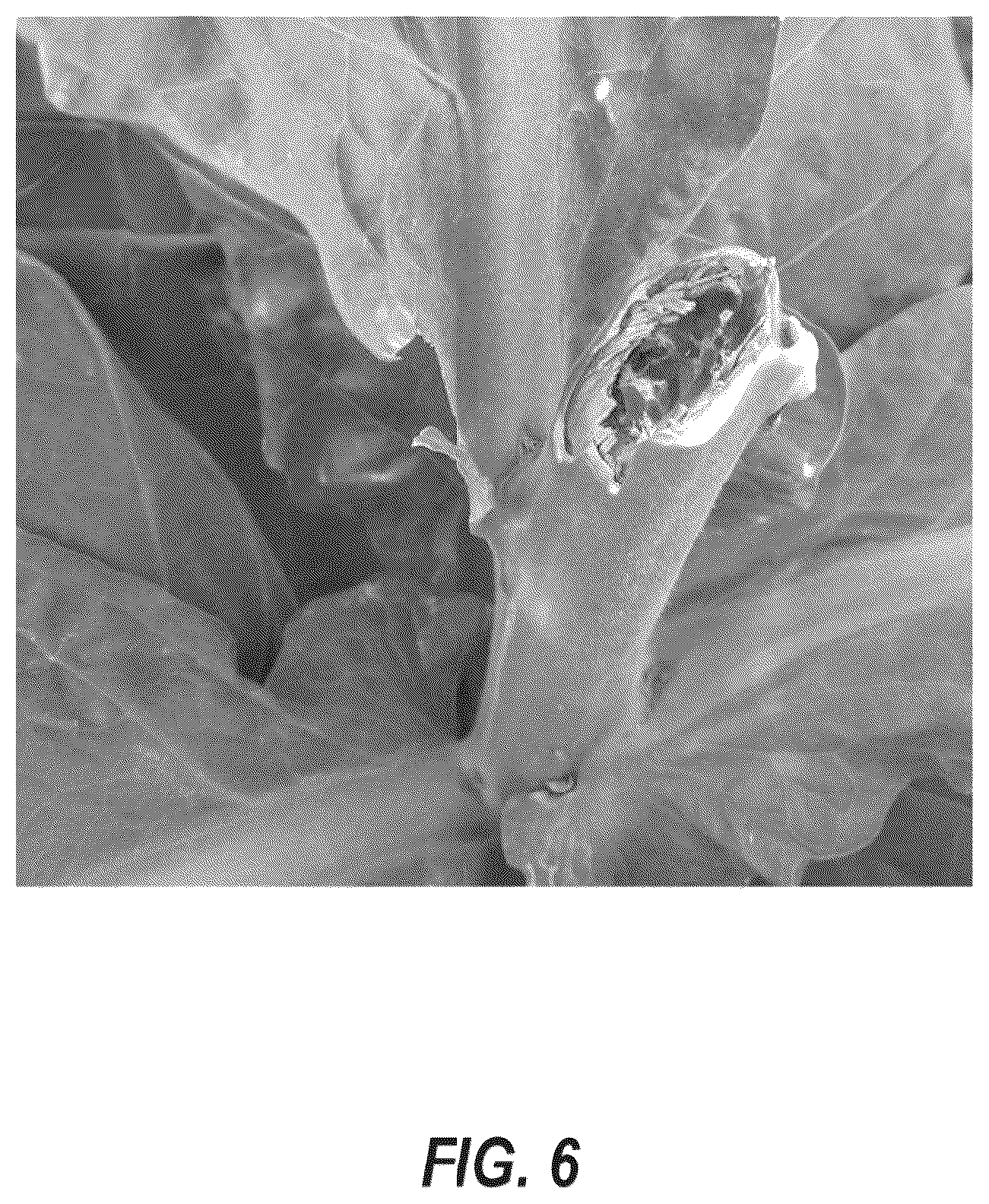 Patent US12610947 Figure 6 – Tobacco axillary bud growth inhibitors and methods of inhibiting growth of tobacco axillary buds