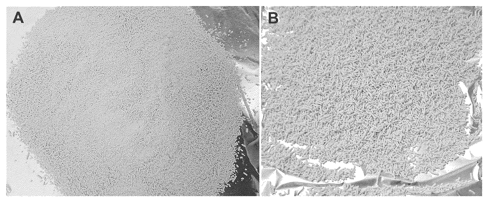 Patent US12610951 Figure 1 – Process for preparing 1-amino-1-cyclopropanecarboxylic acid granules