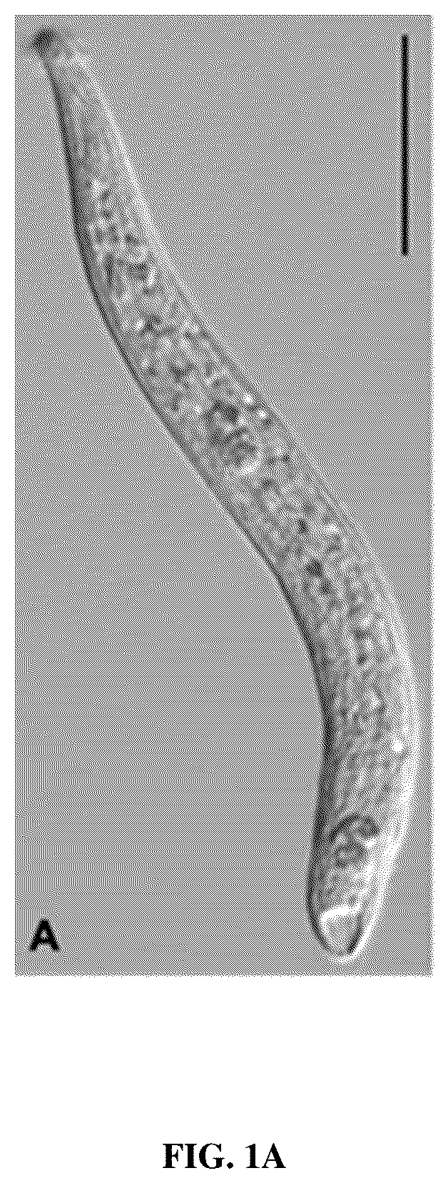 Patent US12610955 Figure 1 – Biological control method for ciliate disease